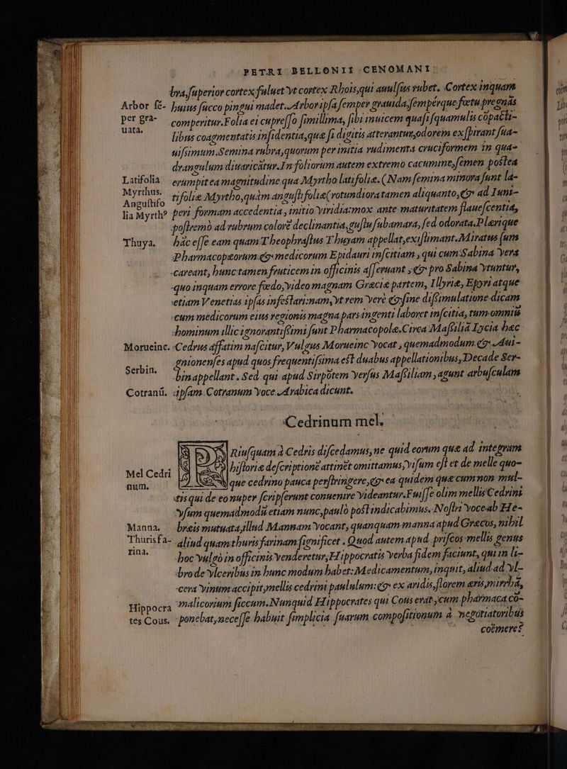 bra, fuperior cortex fuluet vt cortex Rloisqui auul[us rubet. Cortex inquam Arbor fé ]j;55 fucco pingui madet. Arbor ipfa femper yattida,fempérque foetu preguas um P .comperitur.Folta ei cupre[To [imilma, [ibi inutcem quaft (quamulis copacta- à libns coagmeutati mfidentiaqua fs dugitis atterantumodorem ex[bivant fua drangulum ditaricátur.In foliorum autem extremo cacumie,femen postea Latifolia — eygyppitea magnitudine qua M. t»rtbo latifolie.( Nam femina minora funt la- NS tifolie Myrtbo,quàm angu[tifolia( votundioratamen aliquanto,Cg ad I sm- lia Myrth? fer? formam accedentia , mitio Yiridiasmox ante maturitatem flauefcentua, poftremo ad vabrum colore declimantia.gu|in fabamara, fed odovata.P lerique Thuya. — Paáce[Je eam quam T beophraflus F buyam appellat,exiflimant.Maratus (us Plharmacopgorum c9: medicorum Epidauri mfcitiam , qui cumiSabina era careant, bunc tamen feuticem in officinis a[] evuant je pro Sabina vtuntur, quo inquam errore fedo;video magnam Graci partem, Ilbri&amp;, Epyri atque etiam Venetias tp[as mfestaniznamyYt vem yere efie diféimulatione dicam um medicorum eis regionis magna pars ingenti laboret pm[citia, tum omnts dominum illic ignovantifeimt funt Pharmacopole.Ctrea Mafülia Lycia bac Morueinc. -Cedrus affatim nafcitur, Vulgus M orueinc Yocat , quemadmodum. eo dtui- UMS gnionenfes apud quos frequenti[sima e$t duabus appellationibus, Decade Scr- binappellant .. Sed. qui apud Sirpotem yerfus Ma[siliam , agunt arbu[culans Cotranü, «pfams.Cotranum Yace , Arabica dicunt. | (Cedrinum mel. /3 5978 niu[quam à Cedris difcedamus,ne quid eorum que ad. sntegram Mel Cedri E O9 | biflorie defcriptiont attinet omittamus;Yifum eJl et de melle quo- num. SAN) QC cedvino pauca perfiringere eg ea quidem que cummon mtil- tis qui de eo nuper fcrip[erunt conuenie Yideantuv.F s[[eolim melliéCedrins fum quemadmodà etiam nunc, paul pofTindicabimus,.N oflrt Yoceab He- Manna. — Dres mutuatayllud Mannam Yocant, quanquam manna apud Grecos, nibil WaBE fa- aliud quamthuris farinam [igmificet : Quod autem apnd. prifcos mellis genus ; boc vulgo in officinis Yendevetur;FT ippocrattó Yerba fidem faciunt, qui in ls- brode vlcenibus in bunc modum babet: Medicamentum, inquit, aliud ad. VL cera ymntum accipit mellis cedrint paulnlum:c» ex arida, florem eru minia, Hippocra malicorium ficcum.Nunquid Flippocvates qui Cotts erat cum pharmaca co- tes Cous, ponebat,nece[fe babuit femplicia. fuarum compofitionum à »qurgimoe comere: