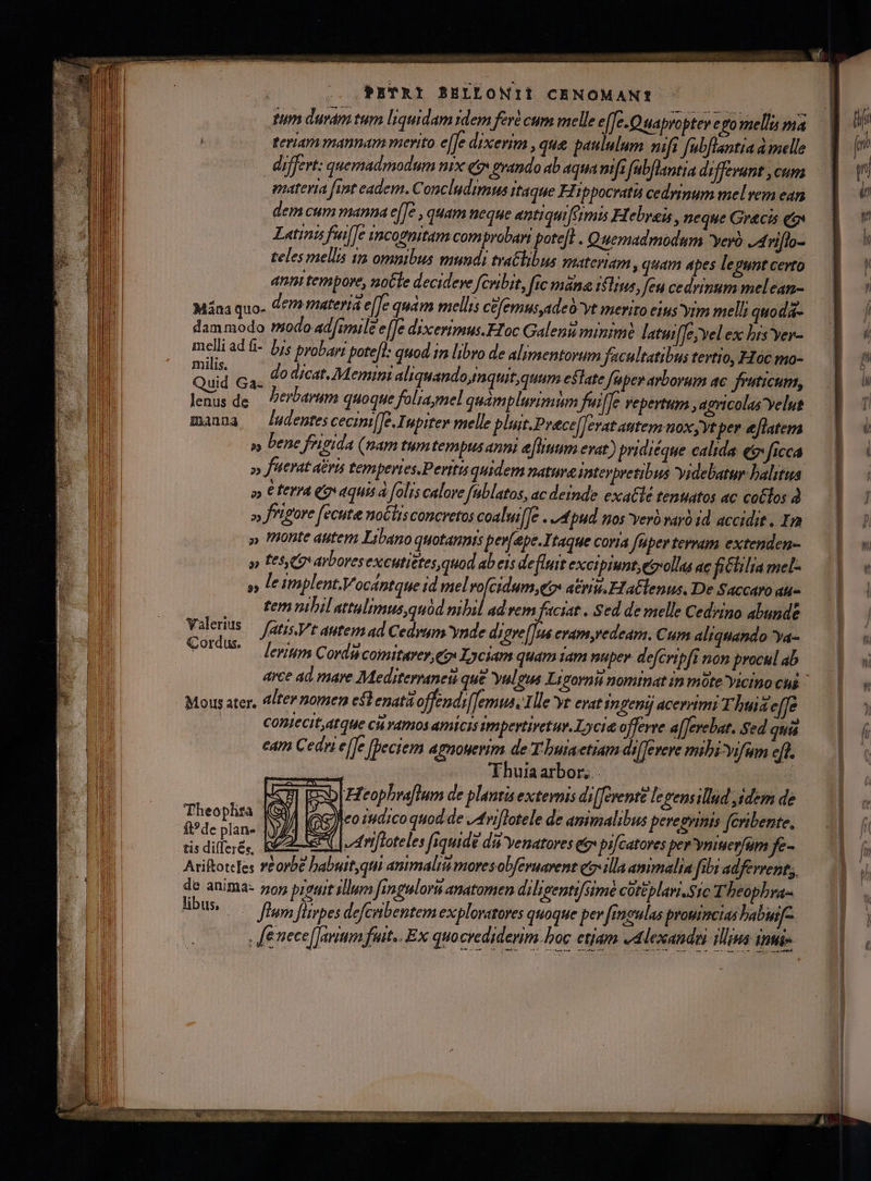 tum duram tum liquidam sdem feré cum melle e[fe.Quapropter e o mella ma | teriam mannam merito e[fe dixerim , que paululum nift fubflantta d melle differt: quemadmodum nix qt grando ab aqua mifi fabflantia differant ,cum materia fint eadem. Concludimus itaque Fippocrati cedrinum melvem ean dem cum manna e[Te , quam neque antiquifeimis Hebraeis, neque Gracis ee Latini fii|]e sncognitam comprobari potefl . Quemadmodum yero niflo- teles mellis in omuibus mundi tra&amp;libus materiam , quam apes legunt certo anm tempore, notte decideve fcwbit, fic mána ilius, fen cedrimum melean- Mána quo. dem materia e(Te quam mellis cefemusyadeovt merito eim yim mel! quoda- dammodo modo ad[imile e[Je dixerimus.EIoc Galeni minimi latui[Te;vel ex bis ver- melli ad à- bis probari potefl: auod i libro de alimentorum facultatibus tertio, Hoc mo- WU bl do dicat. Memmi aliquando,nquitquum eslate (aper arborum ac. fruticum, n sde erbarum quoque foliaymel quàmplurimim fei[[e vepertum ,agricolas'velut manna ludentes cecmi[]e.Iupiter melle plhut.Prece[ferat atttem noxyyt per eflatem » bene feigida (nam tumtempus anni etium evat) pridiéque calida e: ficca »» fnttrat acris temperies.Perttu quidem natura imtevbretibus yidebatur balitua »» € ferra (o aquis à folis calove fablatos, ac deinde exatlé tentatos ac cotlos » onte autem Libano quotannis per[epe.Itaque coria fuper terram extenden- » tes o arbovesexcutietes, quod ab eis defluit excipiunt, etrollia ac fictilia mel- », leimplent.Vocántque id mel vo[cidum,ep atrio. EtaClenus, De Saccaro qu« tem nibil attulimus,quód nibil ad vem faciat . Sed de melle Cedrino abundt Valerits — atis Vt antem ad Cedwmy ynde digre[Jua evam,redeam. Cum aliquando ya- Cordus pims Cord comttarer, eg Lyciam quam iam mupev- de[Cvipft non procul ab Mois ater, Iter nomen est enata offendi[Temus, Ille ye evat ympenij acerrimi T huiae[fe CODIECIÉ4tqUe Ch YAPIOS APHCIS impertivetur.Lycit offerre a[Jerebat. god qui eam Cedni e(fe [beciem agnouerim de T buaetiam aiTevere mibicvifimn eft. Thuia arbor... | Esp Heophraflum de plantis extevnis di[ferente levensillud ,idem de Tio P ai (oS) eo iudico quod de /Atiflotele de animalibus peregnnis (cribente, ei nw TZ e| vAnfloteles fiquid£ di&amp; Yenatoves e pi/catores pew'ymiuerfum fe- (flum Jirpes defcubentem exploratores quoque per [rneulas promncias babuif- Je nece[Javium fuit.. Ex quocredidevim.boc etiam ed lexandni illia int Mss -