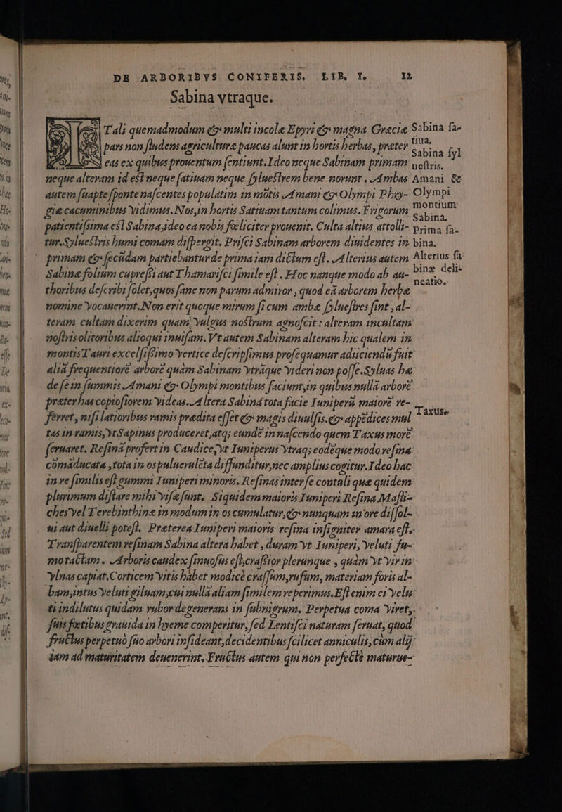 eor cao CERA SES ETE MC Sabina vtraque. (i Tali quemadmodum co multi incole Epyri fj magna. Gracie Sabina fa- i pars non [ludens agriculture paucas alunt in bortis herbas, pretev ko T 9) Vos eds ex quibus prouentum (entiumt. Ideo neque Sabinam primam ve(ysis, / neque altevam 1d e$l neque (atiuam neque. [yluestrem bene. norunt . ,4mbas Amani &amp; autem (aapte/ponte na/centes populatim 1m mta ,Amani (Olympi Pbyy- Olympi | gue cacumimibus vidimus. Nos,im bortis Satttam tantum colimus. Frigorum jorep patienti[srma esl Sabina;tdeo ea nobis foelictter prouenit. Culta altius attolli- Sim £4. tur. Sylucstris bumi comam difbevett. Prifci Sabinam arborem diutdentes 10. bina. ine deli Sabine folium cupvefei aut T hamarifci fimile eft . Efoc nanque modo ab aa- M do. thoribus defcribi folet,quos fane mom parum admiror , quod eà arborem berba nomine Yocauerimt.Non erit quoque mirum ficum amba f»lueflves fint ,al- teram cultam dixerim quam, Yulgus noslrum agno[cit : alteram incultam noflrisolitoribus alioqui rom[am. Vt autem Sabinam alteram bic qualem in montis Taur excelfiférmo yertice defcripfimus profequamur adiiciendu fuit alia frequentioré arbore quam Sabinam ytráque videri non po[[e.$yluas bae de [eun [ummis /4mani et» Olympi montibus faciunt,im quibus nullá arbore preter has copiofiorem Yideas./4 ltera Sabina tota facie Inmiperi maior. ve- , ferret, mifi latioribus vamis pradita eet qj magis diuul[is.egv appedices mul sor t45 In vamis, ytSapinus produceret,atq; eunde in na[cendo quem T'axus more (ernaret. Refina profert im CaudiceyYt Iumiperus ytraq; eodéque modo ve fma: comaducata ,tota 1m ospulueruleta diffanditur,nec amplius cogitur. Ideo bac i ve fnmlise[t eumm Inmiperi mimoris. Re[inas intere coutali que quidem plurimum difiare mibi ife fant. Siquidem maioris Inmiperi Refmma Mafbi- ches'yel Fevebinthina in modum im os cumulatur eo nunquam store di[[ol- si aut dinelli potefl. Preterea Inmperi maioris e[ina in[remtev amara eft, T'ran[barentem vefmam Sabina altera babet , duram yt. Inmiperi, Yeluti fu- motatlam . /Arboris caudex [imuofus e[lcra[eior plerumque , qudm yt Yir rn: Ylnas captat.Corticem Vitis babet: modice cra[[Jum,rnfum, materiam foris al- bam,intus veluti giluam,cut nulla aliam fimilem vepevimus.E[l emm ci Yelu: tiindilutus quidam rubor degenerans in (ubnigrum, Perpetua coma iret, fuis fetibus gvauida tn lyeme comperitur, fed Lentifci naturam [eruat quod: Jriitlus perpetuo fuo arbori infideant,decidentibus fcilicet anniculis, cim alg; qam ad maturitatem deyenerint, FraGlus autem qui non pevfeGle maturue- i js