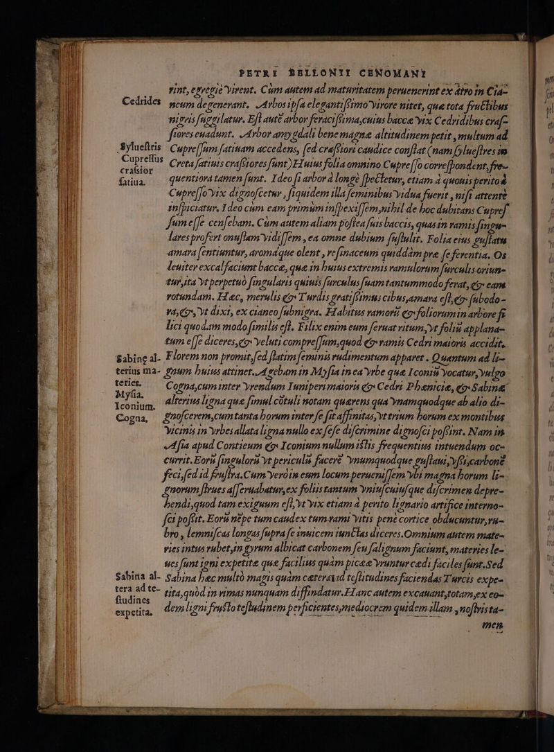 vint, etregie virent, Cum autem ad maturitatem peruenerint ex dtro In Cia- Cedrides sí, degenerant. rbosipfa elegantifétmo ytrore nitet, que tota fru&amp;libus vivis fngeilatur. Efl aut avbor feraci[ermacuius bacca yix Cedvidibus cra[- fores enadunt. arbor amy dali bene magne altitudinem petit multum ad Sylueftris: Cupre(Tum [atram accedens, (ed craffiori caudice conflat (nam fylucflres im ho: ; se Creta fatus cra[srores funt) Tutus folia omnino Cupre [Jo corre[bond cnt, fre- fau, — quentiora tamen [unt. Ideo [1 arbor à longe Jfpettetur, ettam 4 quotus perito | Cupre[[oYix dignofcetur , fiquidem ila femanibus vidua uenit mft attente ain[piciatur, Ideo ciim eam primum in[bexzlTem,nibil de boc dubitans € upref fume[fe cen[ebam. Cum autem aliam pofica nts baccis, quas in vanis fingu- laves profert onuiem vidi[Jem , ea omne dubium fuflulit. Folia erus £u[latu amara [entiuntur, aromaque olent , refinaceum quiddam pra fefeventia. Os leuiter excalfaciunt bacc, qua 1n huius extremis vamulorum feculisoriun- tinta yt perpetuo [regularis quiis favculus faam tantummodo fervat qt» cam. votundam. H c, merulis eo» Turdis grati[étmus cibus amara efle: fabodo- 1, C7* Yt dixi, ex cianeo fubnigva. Habitus vamoré eo foliorumin arbore f lici quodtm modo fimilis efl. Filix emm eum feruat vitum yy foli applana- tum e[Je diceres,eo» veluti compre[]um,quod q9vamis Cedri maioris accidit, Sabine al. Florem non promut, [ed [latim feminis rudimentum apparet . Quantum ad li— terius ma- m buis attinet.zA eebam in Myfia tn ea yrbe que Icona Yocatur,yuleo 2. a Cogna,cum mter yrendum Inntperimatora qo Cedri Phenicie, eo Sabina y 12. t jf P4 . | j 5 $n m alterius lyena qu&amp; fimul cotuli notam qu&amp;rens qua ynam sodque ab alto di Cogaa, £ho/cerem,cumtanta borum inter fe fit affmitas, v trium borum ex montibus Yremis 1n vrbesallata lignanullo ex fefe difcrimine dignofci pofémt. Nam im Afta apud Contieum eg Iconium nullum ilis frequentius intuendum oc- currit. Eoru [imeulora yt peviculu facere 'ynumquodque pu[flaui,vfficarbone fecu fed.id feuflra.Cum yeroim esum locum perueni[Jem ybi magna borum li- norum fIrues a[Jeyuabatur,ex foliis tantum Yntu[cuiifque difcrimen depre- bendi quod tam exiguum e[b' vt Yrx etiam à pevito lionario artifice interno- fi poffit. Eoru n&amp;pe tum caudex tum vami Vitis pene cortice obducuntur,ru- bro , lemnifcas longas fupra fe ynuicem tanClas diceres.Ommium autem mate- vies intus vubetym gyrum albicat carbonem fen falignum faciunt, materies le- ues funt tm expetita que facilius quam picea yruntur ced: faciles fant.Sed Sabina al- Sa/na bec multó magis quàm catereid tefüutudines faciendas Turcis expe- tera ad te- tita quod in vimas nunquam diffindatur.F1anc autem excatantstotam,ex eo- dine dide ; ; expe, demlign fentlotefludinem poficiontesyediocrem quidem lam ,nofvista- ect
