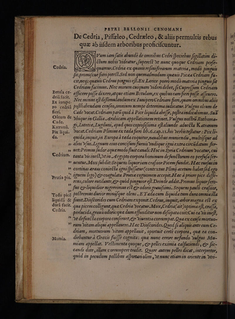 De Cedria , Piffzleo , Cedrlco , &amp; aliis permultis rebus quz ab iifdem arboribus proficifcuntur. | V EESENN| Vm dam [atis abunde de ommibss Cedri [becrebus fiosllatim di- AUS 4) J| chum nobis videatur , fuperest yr nunc quoque Cedryiam. perfe- Cedria. — |: 2 quamtr.Cedria ex quaut refinifevarum materia ,modó pinguis Jit promifcue fievi potesl.Sed nom quemadmodum quauis Picea Cedriam fa- cit;neqs queuis Cedvus pinguis efl. Ex. Larice porro modo materia pingui fit Cedriam facimus. Nec mirum cuiquam Yideri debet, fi Cupre[]um Cedriam Petula ce- efficere po[[e dixero,atque etiam Betulam,ex quibus eam fieri po[Je a[[euevo.  m 3 Nec minus e[l drféimnlandumex Innipero Cedriam fieri,quam omnibus aliis ro. cedrià Paf/babendam cenfeo,omumm nempe deterrima iudicatur. Vulgus oleum de fieri. Cade Yocat.Cedriam paris quid à Pice liquida abe[Je, pofleaindicabimus. $uà Oleum de ybioue i Gallia /Ayabicam appellationem retinet. Vulgus nostra Rothoma- Cade. : : . : . , Kamaag, £bLutetie, Lugduni, apud quos coprofifsima eflaliunde. adue&amp;la K atranum Pixliqui. Yocat.Cedriam P Irius ex taeda fieri lib.6.cap.xx.bis Yerbis teflatur : Pix li- da. quidaimquitin Europa à t&amp;da coquitur nanalibus muniendis , multófque ad »» alios fts. Lignum eis concifum furnis yndique 1201 extra circudatum fev- o» Htet:Primus fudor aque modo fluit canali: H oc in $yria Cedrium Yocatur, cus Cedrium. tipps yis ine flytin JA eg»pto corpora hominum defuntlorum eo perfufa fer- ^ sentur. Mox fubdit:Sequens liquoriam cra[stor Picem fundit. Hec vurfus in ? cortinas ereas conieCla 4gni [DiJatur (contextus Pling acetum babet fed ego u HA pi 1gnem lego) e coagulata Prutie cognomen acceprt.H ec à priore pice diffe- vens,colore vutilante cg» quód pingutor e]l.Deimde addit.Primus liquor fero- y fus eg Inquidior migereimus e$t qz» odoris evauifsimi- Sequens paulo. cvafsior, Teda picé postremus duriar mintifque olens . E Teda cum liquida tum dura omniailla liquidá &amp; fitnt. Drofcorides cum Cedriam exponit.Cedrus, inquit, arbor magna esl ex duri facit. qua picem collieunt,que:Cedria Yocatur.Mox,Cedria( ait )optima eft, craf]d, Cedria— 2 evlucida, rauisodoris:qua dum effunditur non difsipata coitzCui ea Yis ine]f, ? yt defuntla corpora con[eruete* Yiuentia corrumpat.Qua ex catifa mortuo- ? vum yitam aliqui appellauere.FZ ec Dio(corides.Quod fr aliquis ante eum Ce- driam , mortuorum yitam appellauit , oportuit certé corpora , qu&amp; ea con- Mumia — diebantur à Grecis fai[[e cognita: que nunc errore nefando yulgus. Ma- miam appellat. Vestimenta quoque , co pelles eximia calfaciendt , e fic- candi dote illam corrumpere tradit. Quare autem pelles dicat , interpretor, quód 1m pecudum pellibus a[Portartolim , vt nunc etiam in oriente in. ytni-
