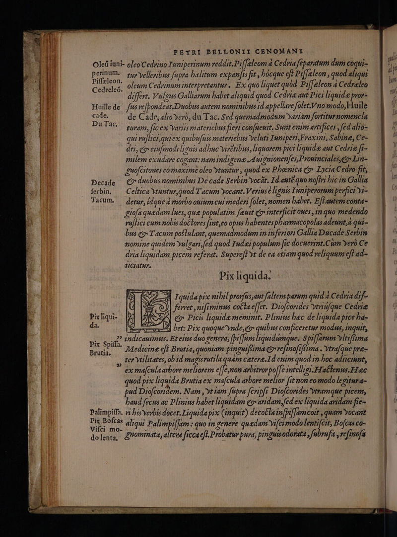 Olei iuni- oleo Cedriuo Tuniperinum veddit.Piffeleom à Cedria feparatum dum coqtii- doi um. tur ellevibus fupra balitum expanfis fit , hócque eJ Pi[[eleon , quod aliqui coe oleum Cedrinum interpretantur. Ex quo liquet quod Pi[eleen 4 Cedreleo diffevt. Vuleus Galliarum babet aliquid quod Cedri&amp; aut Pici liquide pror- Huillede fus re[pondeat.Duobus autem nominibus id appellare folet.Vno modo, Huile cade. de Cade, alto Yero, du Tac. Sed quemadmodum Yyariam fortitur nomencla Dulac Qv, fic ex variis matericbus fieri con[ueuit. Sunt entm artifices , fed alto- qui va[Hcisqui ex quibu[uts materiebus Yeluti Inmiperi,Fraxin, Sabine, Ce- dvi, ce eiifmodi gai adhuc yiretibus, liquorem pici liquide aut Cedrie fr- mulem exudare cogant: nam indigene J4sientonen[es,Proumciales,eo Lin- guo[citones co maxime oleo ytuntur , quod ex Phoenica c? Lycia Cedro fit, Decade — Co duobus nominibus De cade Serbin yocát. Id aut£ quo noflri bic in Gallia ferbin, — Celtica Ytuntur,quod T acum yocant. Verius e lignis Inniperorum pevfici yi- Tacum. — Qeruy, idaue à rhorbo outum cui medeyi (olet, nomen haber. E[lantem conta- giofa quedam lues, que populatim. [eut qt interficit oues 1m quo medendo vu[Hci cum nobis dotlores [it,eo opus babentespharmacopolas adeunt, qui- bus eo T acum postulant, quemadmodum in inferiori Gallia Dücade Sevbim nomine quidem Yulgari,fed quod Inde populum fic docuerint.Cum Yeró Ce dria liquidam picem referat. Supere[] yt de ea etiam quod veliquum eft ad- 1iciatur. Pix liquida. 3] Iquida pix nibil províasaut [altem parum quid. 4 Cedria dif- ferret ,mi[rminus cota e[fer. Diofcorides yrnufque Cedrie ^| €? Pics liquide memimit. Plinius bec de liquida pice ba- D orsa bet: Pix quoquevnde,eg» quibus conficeretur modus, inquit, IPS E indicauiimtis. Et ejts duo genera, [bu[Tum liquidumque. SpifJarum Vltiféima ix Spiffa. m à e, EUN Serm ! | Prada, — Medieme efe Brutia, quoniam pinpuiféima ee vefmofi[iima .Ytrafque pra- ter ytilitates, ob 1d magis rutila quam cetere.1d enim quod in hoc adtieitint, ex ma[culaarbore meliorem 25 2 arbitror po[[e intelligi.Flatlenus.FI ec x liquid. ' ma[cu e melior 'TUr d- quod prx liquida Brutia ex jf/cula arbore melior fit non eo modo legitura Pixliqu- | [97 da. Bv baud fecus ac P lenius babet liquidam eg» andam,fed ex liquida aridam fie- Dalimpiffa. »; bz yerbis docet. Liquida pix (znquit) decotla in[bi[Tam coit , quam Yocant Pix Bofcas aliqui Palimpi[]am : quo tn genere quedam Yifei modo lenti[cit, Bo[cas co- Vifci mo- Ai dolent, dominata, altera ficca efl. Probatur pura, pinguis odorata , [ubrufa , vefemofa