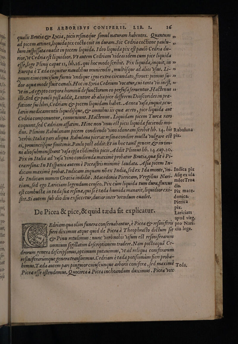 Du lum in[bi[Jata euadrt im picem liquida. Ideo liquida pix efl paulo Cedria du- rior; vt Cedria efl liquidior. Vt autem Cedriam Yideas idem cum pice liquida Europa € T «da coquit naualibus munienda ,multófque ad alios vfus. Li- » gnum eius concifum furis Yn dique reni extra cireundato, feruet: primus [u- »» dor aque mode fluit canali. FToc in »ria Cedrium Yocatur,cut tanta Yis imefL, »» yt in Jd egopto corpora bominis defunctorum eo perfufa feruentur.HaClenus »» ille.Sed eg»paulo pofl addit, Lentore ab alia pice diffevens Diofcorides in pr&amp;- fatione fui libri Cedriam (o picem liquidam habet. JA enea Yafa,tmquit;ocu- [aris medicamentis liquidi[que, ei omnibus iis que aceto y pice liquida aut Cedria componuntur , contient, FI a&amp;lenus . Liquidam picem Turc varo: coquunt,(ed Cedrram affatim. Hinc non Ynus est picis liquida faciendi mo- dus. Plinius Rabulanam picem condiendo yino idoneam fcribit lib. 14. bis Rabulana: yerbis: Italis pars aliqua Rabulana picexac vefia condire musta Yulgare csi pix. ei, prouinciifque finttimis.Paulo post addit:Et in boc tame genere Cg rmrom- ni aliofabminiflrant Yafa ipfa codzmetis picis .4 ddit Plinius lib. 14 .cap.z0. Pix in.Italia ad Yafa Yino condienda maxime probatur Brutia qua fit e Pi- ceavefina:In Hi[pania autem Prceaflris minime laudata. JA fta picem In- de Indicam nomen Gracia indidit. Macedonia Piericam, Vergilius Nari- efl combusta 1n t&amp;da[ue refine,qu fie teda humida manarit, liquidiorexi- pix. mace. a LOL CET EEOC CORR ARCU, SUEREOSEEESD TCU REOR ENSE S CI on [let.Siautem fub dio diu exficcetur durior inier yrendum euadet. donica: Pierica- i 1 P4 3 pix: De Picea &amp; pice, &amp; quid tz da fit. ex plicatur.. ig sie d mo Edriam quaolim funera con(ertabantur, e Picea et vefiniferis pro: Nari- Ji fieri diximus atque quid de Ptceaá Theophrasto dictum fit ia.lege. M ees Ping vetulimus : nunc Yeró nobis Yifum est. vefgnifevarum E | omniam figillatim defcriptionem tradere.Nam posteaqua Ce- drorum penera defcripfimusoptimum putaumus, Yt ad reliqua coniferarum vefiniferarumque peneratran[wemus.Cedriam é teda potifsimim fient proba Vimus. &amp;da autem pars pinguior cuicunque arboris conifera , fed AXI Ted, Pices e[fe oflendemus. Q tocirca à Picea snchoandum duximus Picea yox- Ys Fd KÁ —