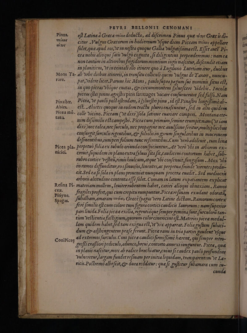 Pinus eflLatiad Graca són deducla , ad difcrimen Pinus qu&amp; «i vue Gr&amp;c i di- / ! . : ] : / ku citur .Vuloeus Grecorum in bodiernum Y[que diem Piceam vówes appellare 271 1U0$ j fo! erque apud eos, vr 19 no[lra quoque Gallia Yuleatifstina esi. E /Jet ante Pi;- cea nobis alioqui fatis yulvó cognita , [i dili, Centius berpemdevernus : nam ea nontantum in altioribus feigidoram montium Ingts na[citur, defcendit etiam m planitiesa, yt ia teititali illo strmeve quo à Lupduno Lutetiam ituv , duobus Mons Ta- ab yrbe dicbus itineris, m tran[itu colliculi quem Yulgus de Tarare , nuncu- rare, patyYidere licet.Pavuus hic Mons , paulo fupra pa (gum [ut nomrmts fitus est; 18 quo piceas y blaue enatas , a» circummontem (yluefcere videbis. Incolie piceas tias prs atve[tes pins fauuages Yocare confueueritat fed falfa. Nam Pínafler, Pzcea, Yt pauló post oflendam, a fylueflrt pinu ,1d efl Pinaflro loneifttmé ab- Abies |. esf. 4 bietes quoque m eodem tra&amp;lu plures ena[cuntam , fed im alto quidem. Picea mó- colle yicimo, Piceam (yt dixi fola fatioue euariare comperi, Montana ete- Bos uim disimilis estcampeflut. Picea cum primum femine erumpit:nam (yt 14m dixi )nectalea,nec farculo, nec propagine nec auul[rone feviturgmultiblicibus confuveit fuvculis vigentibus, e&amp; foliolis im eyrum fngularibus in mucronem deftaentibus,iuni pert folium tunc vefeventibus.Cum evo adolestt , tum bina Picea pla. perpetuo folia ex tubulo oriunda con[biciuntur. At Yero Ybi im arborem ex- mide. —— creuitfiquidem in planoextra f»luas fita fit,caudicem contortum babet ,fub- vubro cortice yeflitu,rimis biulcumyatque ybi confenuit,fangofum . Mox yb 1 vamos diffunditur,eos fimuofos,limentes,ac perpetua fronde Yirentes produ cit.Sed ea ft (ola t plano prouemiat nunquam procera euadit . Sed mediocris arbori altitudine contenta e(Te folet. Comam im latum e xpatiantem explicat Refina Pi- matexiam mollem , leuiter rubentem babet , caviet alioqui obnoxram . Ramos Mu f fragiles profert, qui cum crepitu vumpuntur.Pice vefinam exudant odoratá, Sp M as tbal bam amaram eiim, Grece [pagas Yero Latine diclam.Ramorum Cortex Jféré fimilis efl cum colore tum fitura cortici caudicis laurorum : namfüperior pars lituida.Folta picea exilia, vigentidque femper gemina [unt furculora tan- tim Yeslentia fastigium,quorum colorcinevicius efl. Materies pice medul- lam quidem babet,fed tam exigua esl, t^yix appareat. Folia ouflum fabaci- dum e: adJiingentem prefe ferunt. Picee vam in tria partim gaudent Yfque ad extremos furculos.Cont pice caudici firmiféime havent, qui femper vetro- grefsr crafftovi pediculo,aduncobreui,contorto anne x1 tunguntur. Picea, qua m planis na(citur mox ab radice brachiatur cuius ft caudex paulo profundius Yulnevetuv largam fundet ve[inam per initia Iquidam transparentem^yt La- ricis. Poslremo albefcit qe duvavedditur : que fi ufletur fabamara cum 1u- | cunda ConiPicee