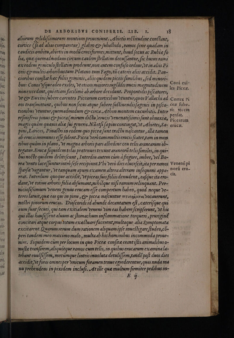 aliorum velidifsimorum montium proucniunt. /Abietis ve&amp;litudine conflant, cortice (fi ad alias comparetur) elabro e fubalbido ,vamos evite quadam in caudicis ambituyabietis in nodi cruciformes mittunt, baud fecus ac Rubia fo lia, que quemadmodum circum caulem Jlellatim decu[Jantur, fic butus vam ex eodem eeniculo flellatim prodeunt,non atitem confafo ordine; Vt rn aliis Pz ceis eovmultis ayboribustum Platano tum Fago, ti cetevis alis accidit. Pau- cioribus conflat bac foliis vemimis , alis quidem picets fimilibus , fed minoni- bus: Conos Yfqueadeo exiles, vt etiam maroves tupladis nucis magnitudinem ponexcedant, qui etidm facilimé ab arbore decidunt. Propontidis pifcatoves, yt cox Euxini [abere carentes Piceavum corticibus Ytunturquos Vallachi ad &amp;os tran[mittunt , quibus non fecus atque fubere (aslmendisfagenis 1m pifca- tionibus Ytuntur, quemadmodum qa» circa ,Atbon montem cucurbitis. Inter vefinifevas pinus qv picea (mirum dila )evucis'yenenati[stmis fant obnoxia, magts quam quauis alie Jw generis. Na etfi [epius contingat, Yt 24Uietes,Sa- pimi,Lavices, Pinaslri ip eodem quo picee funt tratln nafcantur y ille tamen ab erucis immunes e[[e folent.P icea Yerü tam multis erucis fcatet,tam 1n mon tibus quám 19 plano vt magná arboris pars albedine ceu telis arancarum ob- tegatuv. Eruca fiquidem telas pyetenues textnt avancorii telis [rmiles, im qui- bus noCle quidem delitefcunt , Interdiu autem cum à frigore, imbre, yel Bo- vea ento lace[Juntur mtr fefe recipiunt. bi yero dies elucefertyita pev vamos pav Yagantar ,yt tanquam apum examen alteva alteram in[equens appa- veat. Interdum quoque accidit, yt piceas fuis foliis denudent , eafdue ita ero- dant, Vt totius ayboris folia abfumant,mibílque nifi vamum velinquant. Per- viciofifsimum Yeneni genus evucam e[[e compertum babeo , quod neque ye- feves latuit que eds qui 1p pinu , e» picea nafcuntur mrooxápirag Yocauerumt, noslri pinorum erucas.. Diofcoridi td abunde decantatum efl , ceterifque qui eum funt fecuti, qui tam exitialem veneni yim eas babere fcripferunt, vt bis qui illas baufif]ent aluum ac flomachum tnflammatione torqueri , prurigine concitari atque corpus totum exasiuare faceventymultaque alia Symptomata excitarent. Quarum verum dim vationem aliquam ipfe smuesligare fludeo,co- peri tandem meo maximo malo ,multaab bis bominibus incommoda proue- pire. Siquidem cum per locum tn quo Piceg con[ite evant i[lis antmalibus o- mu[le tran[mem;aliquótque vamos cum telis, 1» quibus erucarum examina la- tebant euul[iTem, mecimque Iimteis tnuoluta detuls(Temytanidz pofl duos dies dccidit;vt foras omnes pev ynicum foramen tenue egrederentur,quas nuda ma nu prebendens in pixidem incluft. ^t ille que multum firmiter pedibus tn- Cont exi- Cortex P1 cez fube. Picearum eruca, Venen pi norü eru- Cis. du. . ge Ur iud