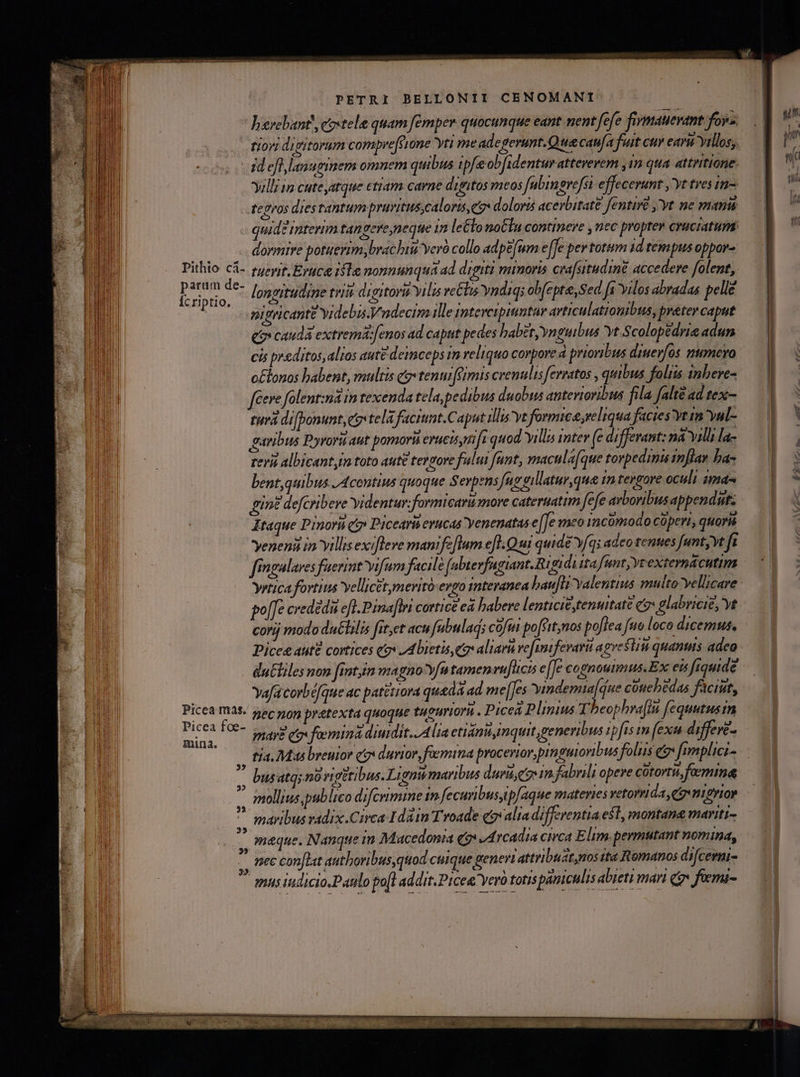 Vyerebant! eoxtele quam femper quocunque eant nent fefe fimatevant foy td efl lanuginem omnem quibus ipfe ob[identurattevevem 1m qua attritione. -fepros dies tantum pruvitus,caloris e doloris acerbitate fentive ,'yt ne manu dormire potuerim, brachiu veró collo adpefum e [Je per totum 1d tempus oppor- nigricante videbis. Y'ndecim ille intevetpiuntur avticulatronibus, preter caput go cauda extremá:[enos ad caput pedes habet, ynguibus yt Scolopedrie adum cis preditos,alios aute deimceps 1m reliquo corpore à prioribus diuevos numero o£lonos babent, multis co» tenui [eimis cvemulis ferratos , quibus foliis inbeve- Cere folent:nà in texenda tela, pedibus duobus anterioribus fila falte ad tex- turá difponunt, es tela facitnt.Caput illis ye formica reliqua facies Yin yul- garibus Pyrorü aut pomorià erucisyn fi quod villa inter fe differant: na Yilh la- rerit albicant,in toto aute tergore fului funt, macula[que torpedini mflan ba- bent,quibus /Acontius quoque Serpens fug eillatur,que in tergore oculi ima- gine defcribeve videntur; formicarumore cateruatim fefe arboribus appendut: Ataque Pinoru i» Picearis evucas Yenenatas e [e meo incomodo coperi, quoris veneni in villis exifleve manifz[lum efl. Qui quide v(qi adeo tentes unt; vt ft fingalaves fuerint vifum facile febevfagiant.Rigidi itafuntyyrexternacutim corjj modo du£lilis fit,et acu [ubulad; cofut poftit,mos poflea fuo loco dicemus, Pices autt cortices eo ,A bietis e aliarit ve[untfevarü agresti quantis adeo du&amp;liles non [intjim magno^vfutamenvu[lici e[Je cognoumus.Ex eis fsquide Yafacorbéfque ac patéttora quedó ad mel[]es yimndemia[due conebédas faciüt, mina.  pusatqy no vigttibus. Lignimaribus durit,gov in abrili opere cótovtu, femina  mollius, publico difcrimine in fecuribusyip[aque materies vetormda egvmigrior maribus vadix Circa Idin Troade qovalia differentia est, montana mariti- * mque. Nanque in Macedonia (o vd rcadia civca E lim.permutant nomina, nec conflat authoribus, quod cuique generi attribudt,nos tta Romanos difcerni- mis iadicio.Paulo po[l addit.Picea' Yero totis paniculis abieti mari qr» femi- PE
