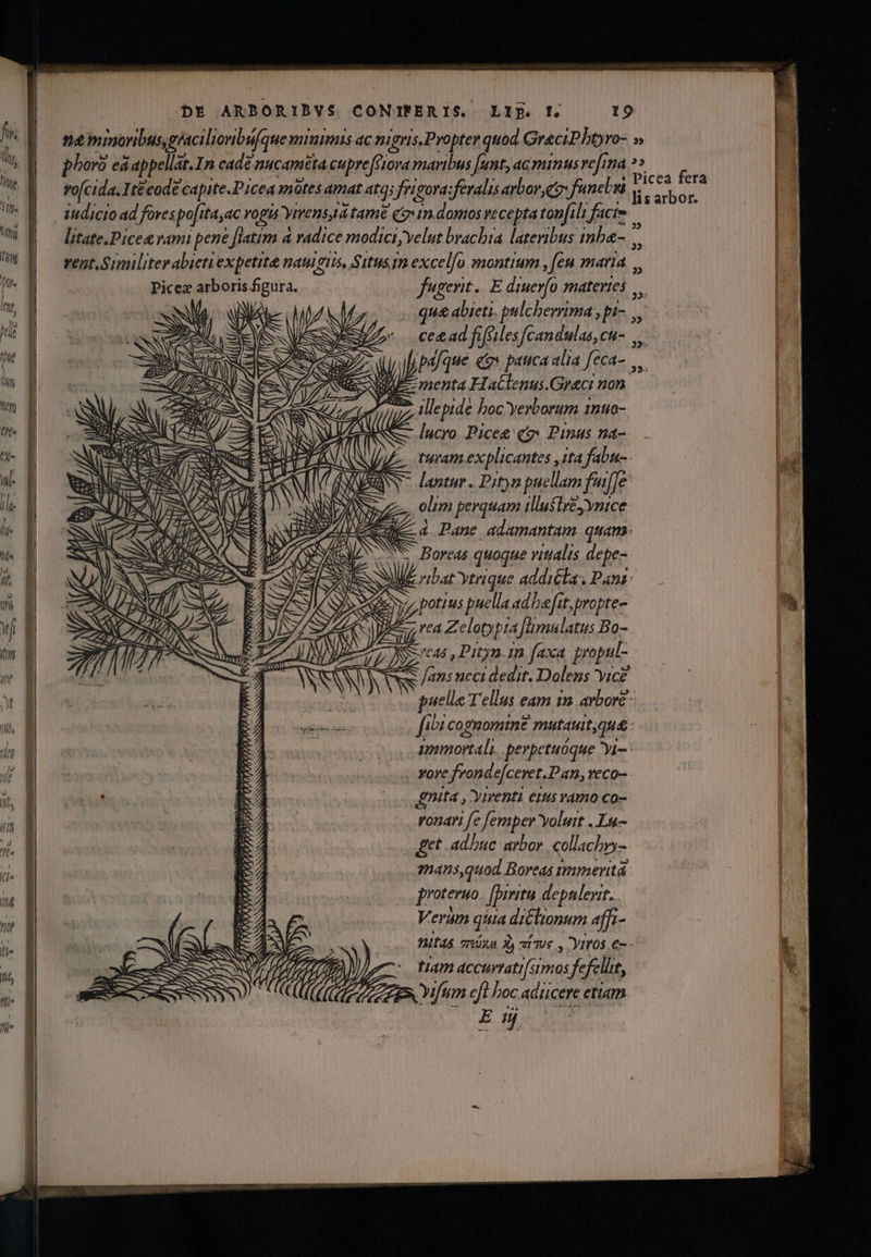 ne minoribus, graciliovibu[que minimis ac nigris.Propter quod GraciPhüro- » phoro e&amp;appellat.In cade nucamtta cupre[Giora maribus funt, acminus ve[rna » TM vo(cida. It&amp;eode capite.Picea mtes amat atq; frigora: feralis avbor eg fancbi f à deb ih iudicio ad fores po[ita,ac vogis yrvensa tame Qt» im domos vecepta tonfili facte f litate.Picee rami pene [latim à radice modici yelut bracbra lateribus imba- vent.Sriliter abictiexpetite naugtis, Situs m excelfo montium , [en maria. Picex arboris figura, fugent. E diuerfo materies ANM, - que abieti. pulcherrima , pi- SN ce&amp;ad fifeilescandulas,cu- ...- 37- (Ly i pa/que eo pauca alia feca- Nis NU menta Haclenus.Graci non 17, Tepide boc Yerborum 1nuo- lucro Picee qo Pinus na- S 3 AUN A A // NN CSS - ' iN (AUC SÉ DAS «a SUN Boreas quoque vitalis depe- 7 3 S, dS ibat ytrique addicta, Pant: z w c e V dA Ms XE OWN eus /an: neci dedit. Dolens vice £ coto os puelle Tellus eam im arbore - EA onsite: fibi cognomine mutauitjqu&amp; :. E | immortali. perpetuóque yi: vore fronde[ceret.Pan, veco- - E nita , Yrrenta eus vamo co- EA ronari fe femper Yyoluit , Lu- E get adbuc arbor. collachry- E mans,quod Boreas ummeritá E proteruo. [Drritu depulewit.. | E à Verum quia diClionum affi- NUES E j V à LU. itas oróxa à, aiU , Yyrros e- - A» 77 Mm. tam accurrati( simos fefelht, SESS SITIO Mfum eft boc adicere etiam E. p. s! P A 3 CO