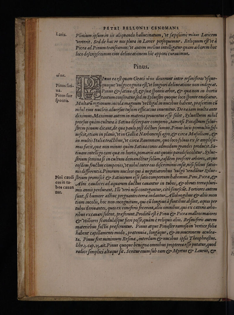Lanz. — Plinium ipfam in iis aliquando ballucinatum , vt fepifsime mto Laricem verterit. Sed de bac ve nos plura in Larice. perfequemur .. Reliquum eft yt à Picea ad Pinum tran[camuszvt autem melius intelligatur quam arborem hoc loco defcripfezimus eius deliaeationem bic apponi curaumus. — Pinus, i T£. : . : ed (dr nus ea efl quam Greci ví sov dixerim mter vefunifevas Y[que- Dinus fati: j quaque yulgocognita ef]yt longiori delineatione non mdipeat. YAs v iai f Pinus eov fatita efl eo fue (pontis arbor, &amp;* queon im bortis Ins iua j ; i j S f. f | | E sont aptum confevatüv fed 15 Sylueflri quoque loca [bonte ena[catur Multarü regionum incole magnum Yetligal im nucibus babent, preferim cu oibil eius nuclei aduerfus tufsim efficacius inuenitur. De eazam multa ante diximus.Maximus autem in materia prouentus e[Je folet , $yluestrem nibil rorfus quàm cultura à Satitiadi/Crepare comperio ,tametfi Pinafirnm fylue- Jirem primum dicant,de qua paulo po[] di&amp;lumt (upmus P rmus locts permultis l- uefcit,etiam tn planis;vt in Gallie Narbonenft agro,gt circa Massiliam , e in multis Italie tra&amp;libus,yt circa Rauennam, quo loco fyluas ex fe-ampli(st- mas facit,que non minus quàm Satita conos admodum grandes producit.Sa- tinam intelligo cam que 1n bortispomartts aut quouis paradi(ocolitur . S5lue- firium (emina fi incultum demandetur folum ,ea[dem proferre arbores, atque eofdem fru&amp;lus comperies, yt nibil inter cas difcrimimu imfit mifi folus fatio- usdifferentia.Pinoram nucleos qui à negotiatoribus yulgo Yendutur Sylue- Pini caudi fIrrum promi[ce e Satiuorum e[[e fatiscompertum babemus.Pini,Picee eos cesin tü- |n; caudicesad aquarum ductus cauantur 1n tubos , eg: obruti terrapluri- DOSCaUan Pris perdurant. Hi yeró mfi contegantur, citó fene[cur. Fortrores autem fent; fi bumove adhuc pregnantes terra imdantur. Allobvogibus e» alit mon titim incolis, boc non incognitum, qui ci longius d fontibus abfint, aquias per tubos deritantes, quos ex contferis fecerintyalis ommbus,qui ex caters arbo- ribus excauari folent, preferunt.Proditu efl e Pinu € Picea malleosmaroves ec vtiliores fcandula[que fievi po[Jequam € reliquis alin. Refmiferis autem materiebus faClis preferantur.. Pinus atque Piafler vamo[otm Yertice folia babent capillamenti modo , pretenuia , longaque , «zt mucronem aculea- ta, Pinus fert minimum Refine ,interdum qz nucibus ipfis T beaphraflus. libr.s. cap.vs.ait.Pinus quoque benigna omnibus propterea e[Je putatur quod radice fimplici altaque [it .. Sevitur emm fub eam qo Mortis 9» Laurits, eo