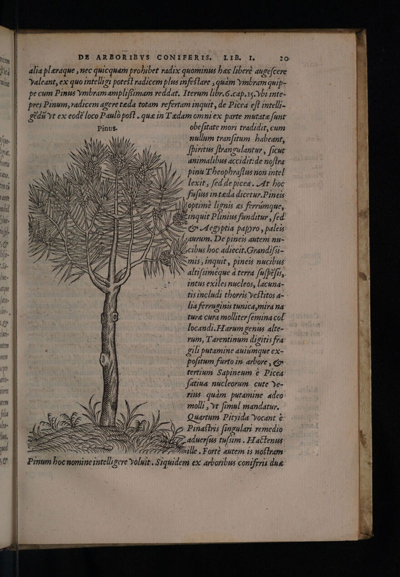 AW TU alia pleraque ,nec quicquam prohibet vadix quominus bac liberé auge[cere Yaleant, ex quo intelligi potest vadicem plus infeslare , quam Ymbramquip- pe cum Pinus ymbram ampliffmam reddat. Iterum libr.6 Cap. xs ybi rmte- pres Pinum,vadicem agere teda totam refertam inquit , de Picea eff intellt- gédu'yt ex eode loco Paulo pos -. qua in T'edam omui ex parte mutata funt Pinus. obefitate mori tradidit, cum nullum tran[itum. babeant: NI l // [pyritus flranowlant t WIN / | Mab ii nth , ficu 1 ze NY (4294 / / . » | Sa m animalibus accidit:de noflra 2 n e | J^. | pint T heophraflus non intel l I3 ERN 7 : ty 3 iS JN DEN VES lexit , fed de picea. t boc YS CS eS fj) . : 8 . EE ffins in teda dicetur.Prneis 7 : - NY ARENHA Mat ; S EE y zal Joptom: lionis &amp;s ferrumque, iw f; e a [ gggomquit Plinius Jf'anditur , fed. 0r—2» E p es rii 2 t Esc EAE M MEE SN a d L— NS | aurum. De pinets autem nu- es » 1l 7 ) hi ' ? 5m LX e. / a * J iz cibus hoc adiecit.Grandif/si- b V i NS Wis ,£nquit , pineis nucibus NN altisiméque à terra fu[befis,. SVÍTU Nd 2g etus exiles nucleos, lacuna- 3 ES tis includi thori yestitos a- Fd lia ferrusini tunica mtra a B (9). : ture cura molliterfemina col. E locandi. EI arum genus alte- Ed | yum, Táventinum digitis fra: MN gilt putamine auiuimque ex- n jA pofitum rto in arbore Tc) E. | o Tertium Sapineum e Picea: 3 | fe fatina: nucleovrum. cute ye- 4p | 1H quam putamine adeo: molli ,yt Jomul mandatur. zx 774 WB y es t POS Quartum Pityida Yocant &amp;: | ree eZ) - l2 Pisathris fingulari remedio E S REESE SNNT 7/7 ZZSKS Auer[us tu/sim. Haclenus: LS ERN N Y DM aduerfus tu[sim . FHatlenus gu | (ITEHPP PT , Forté autem 15 noftram: Prnum bocnomineintelleere Yolyit. Siquidem ex arboribus coniferis dua