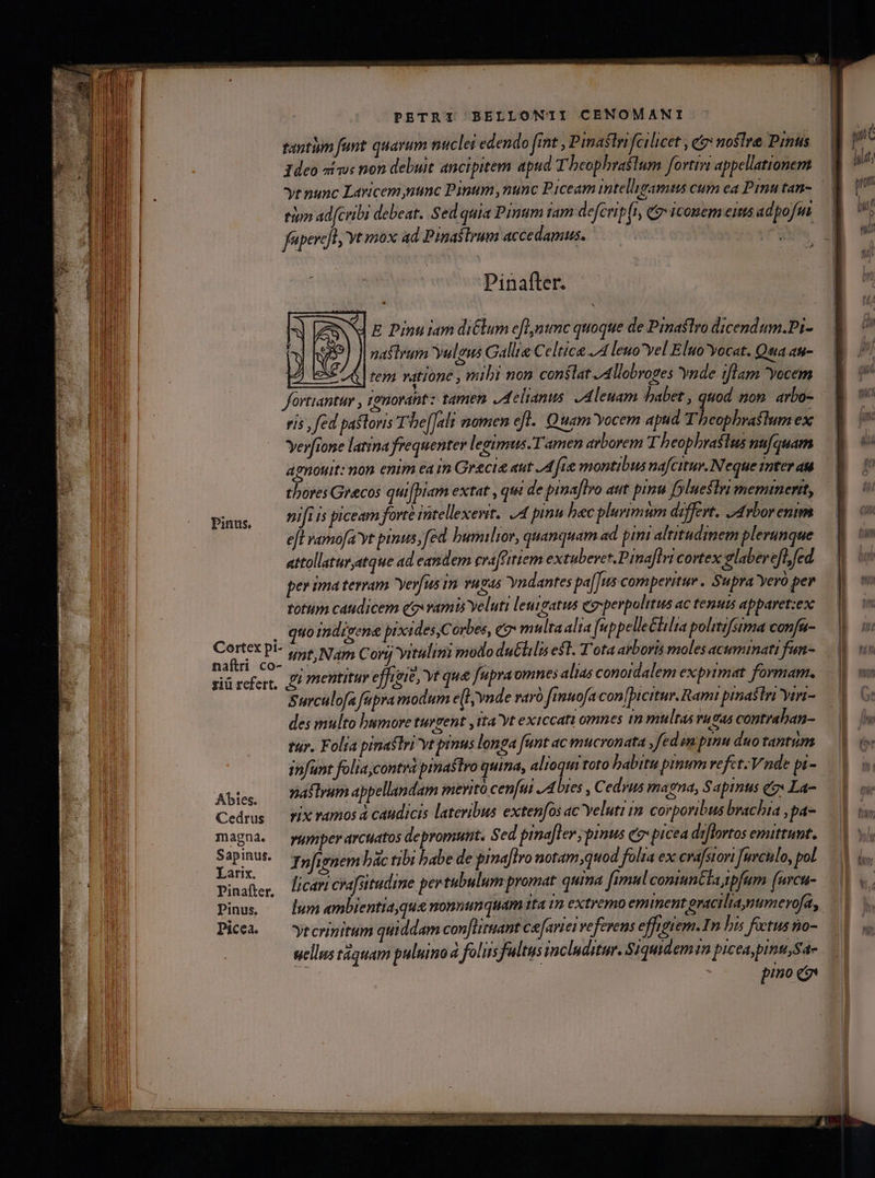 Pinus. naftri co- giü refert. Abies. Cedrus PETRI BELLONTII CENOMANI tantiim funt quarum nuclei edendo fint , Pimasln fcilicet , e nostre Pintis 1deo avs non debuit ancipitem apud T beophraslum fortivi appellationem tiom ad[cribi debeat. Sed quia Pium tam defcrib(I, (iconem eis adpofm feperc]es yt mox ad Pinaífltrum accedamus. | f Pinafter. | E Dinu iam di&amp;lum eflntmc quoque de Pimastro dicendum.Pi- naftrum yuleus Galle € eltice JA leuoyel Eluo'yocat. Qua au- ^ | tem ratione , mibi non conslat JAllobroges vnde iflam yocem fartiantur , 1tenorahtz tamen Jdelianus JA leuam babet , quod nom. arbo- rís , fed paftoris The[[ali nomen efl. Quam Yocem apud Theophrastum ex Yerfione latina frequenter legumus.T amen arborem Theophrastus nufquam agnouit: non enim eam Gracie aut A fie montibus nafcitur. N'eque mter au thores Grecos quifbiam extat , qui de pinaflro aut pinu yluestri memiment, nifi is piceam fovté intellexewit. 4 pinu bec pluvimtm differt. 4rbor enim efl vamofa yt pinus, fed bumilior, quanquam ad pini altitudinem plerunque attollatur,atque ad eandem craffitiem extuberct.Pinaflri cortex glaberefl,fed. per ima terram Yer[us im vagas Yyndantes pa[Ius comperitur . Supra Yeró per totiim caudicem egxvamii yeluti leutgatus eg-perpolitus ac tenuis apparetzexc quoindizene pixides,C orbes, e» multa alta fup pelleétilia politifsima confa- unt,Nam Cory Yitulini modo duCtilis est. T'ota arboris moles acuminati fan- gi mentitur effigie, vt que fupra omnes alias conotdalem exprimat formam. Swrculofa fupra modum e(l vnde varà fimuofacon|picitur. Rami pinastri yiri- des multo bsmmore turtent jita'yt exiccati omnes in multas vugus contraban- tur. Folia pinastri yt pimus longa funt ac mucronata , fed im pinu duo tantiim infunt folia,contrà pinaftro quina, alioqui toto habitu pinum vefit.V nde pi- paftrum appellandam imevitó cen[ui /Abies , Cedyus magna, Sapinus cg« La- vix vamos à caudicis lateribus exten[os ac veluti (m corporibus brachia ,pa- yumper arcuatos depromunt. Sed pinafler pinus e picea dr ortos emittunt. Tnjignem bác tibi babe de pimajtro notam,quod folia ex crafstori uvculo, pol licari cra[situdine pertubulum promat quima fimul coniuncta tpfum (urcu- ytcrinitum quiddam con[liruant cefariei veferens effigiem. In bis fectus no- ellus táquam puluimo à folis fultus includitur. Siquidem piceaypinuSa- pino ce n lt; pont ui / ] il