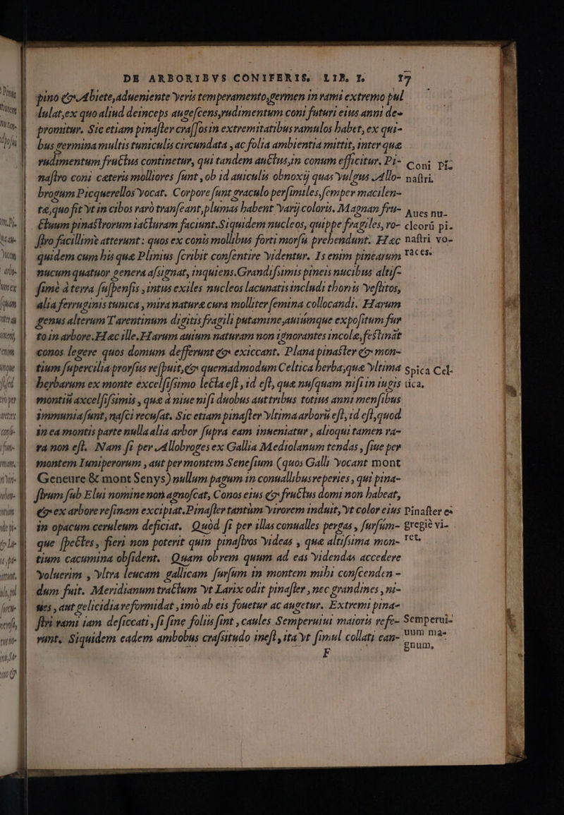 Drgy Ii UM Thi | IJ. l Me | Jtt | dili l J quam | nora | moy, | (Im || Move d 0er di Y a P /W if, - g id ph ! | jt. DE ARBORIBYS CONIFERIS LIB, f. 17 gino cvADiete,adueniente yeris temperamento germen im vami extremo pul lulat,ex quoaliud deinceps augefcens,radimentum cont futuri eus anni de» promitur. Stc etiam pinaflev cra[[osrn extremitatibus ramulos babet, ex qui- bus germina multis tumculis crrcundata , ac folia ambientia mittit, inter que vudimentum fruClus continetur, qui tandem au&lus,im conum efficitur. Pi- Coni Pi na[lro coni cateris molliores funt ,ob 1d auiculis obnoxij quas vulgus J4llo- naf, brogum Picquerellos Yocat. Corpore funt eaculo per[imiles, [emper macilen- te,quo fit Yt in cibos raro tran[eant, plumas labent Yarij coloris. Magnan fri- y ves nu. luum pinastrorum taGluram faciunt.Siquidem nucleos, quippe fragiles, vo- cleorü pi. Jivo facillime attevunt : quos ex conis mollibus forti morfu prebendunt. FZac noftri vo- quidem cum bis que Plinius (cribit confentire Yidentur. Is enim pinearum 799 nucum quatuor genera a[s1gnat, mquiens.Grandifumis prneis nucibus altif- fime á terra fu[penfis itus exiles nucleos lacunatis includi thori Yefütos, alia ferruginis tunica , mira nature cura molliter (emina collocandi. Harum genus alterum Taventinum digitis fragili putamine auiimque expofitum far to1n aybore.H «c ille.H arum auum naturam non 1gnovantes mole, festinat conos legere quos domum dejferunt qox exiccant. Plana pinaster e: mon- tium fapercilia prorfus ve[puit, et quemadmodum Celtica berba;qua vltima s5c4 Cat. berbarum ex monte excel[ifsimo leGlaefl 1d efl, que nufquam m[iiniugis áca,—— monti axcelfifsimis , que à niue mifi duobus auttribus totius anni men[ibus ymmunia funt, na[/ci vecufat. Sic etiam pinaflev vltima arborà efl, 1d efl, quod 3n ea montis parte nullaalta arbor fupra eam inueniatur , altoqui tamen va- ra non efl... Nam fi per ,Allobropes ex Gallia Mediolanum tendas , [sue per monter Iumiperorum , aut per montem Senefium (quos Galli yocant mont Geneure & mont Senys) nullum pagum 1n conuallibusreperies , qui prna- flum fub Elui nomine noni agnofcat, Conos etus qa» fructus domi non babeat, ea ex arbore vefinam excipiat. Prmna[ler tantum yirorem imduity'yt color ejus vinafter e que [peétes , fieri non poterit quim pinaflros ideas , qua altifuma mon- Y^ tium cacumina obfident. : Quam obrem. quum ad. eas yidendas accedere Yoluerim y Vltra leucam. gallicam. furfum $n montem mibi confcenden - dum fuit. Meridianum tra&lum yt Larix odit pinafler , nec grandmes ,ni- ses att .pelicidia veformidat ,tmó ab eis fouetur ac augetur. Extrem pina- wmt, Siquidem cadem ambobus crafsitudo 1mefl y sta yt fimul collati can-