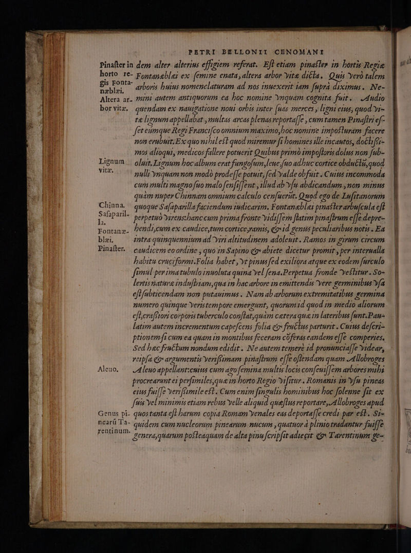 pinafter in dem alter. alterius effigiem. vefevat.. Efl etiam. pinaflen im: bortis Regie horto 1€- Fontaneblej ex femine enata , alteva arbor yita di&amp;a, Quis Yero talem is Fonta- d tí ! X1 oki ayboris buius nomenclaturam ad nos nuexerit iam fupra diximus... Ne- borvitz. qmendam ex naulgatione noui orbis inter (uas merces ; leni etus, quod yr- te lienum appellabat ,multas avcas plenas veporta[]e , cum tamen Panafiri ef- fet emque Regi Francifco omnium maximo boc nomine imposturam facere non eruburt Ex quo nibil efl quod miremur fi homines ille incautos, da&amp;tifas- mos alioqui, medicos fallere potuevit Quibus primó impofloris dolus non fub- Lignum. olgrr 1954 bocalbum crat fangofum,leue;fuo adbuc cortice obduélu,quod Mac nulli Ynquam non modo prode[[e potuit, fed Yalde obfuit . Ctitis tncommoda cum multi magno fuo malofenfifJent y illud ab v[u abdicandum , non minus rontang. Pemdzcum ex caudice,tum corticeramis, eg» 1d genus peculiaribus notis . Ea blzi, mtra quinquennium ad yim altitudmem adoleuit . Ramos 1m grum circum Pinafter. — caudicem ec ordrne , quo im Sapino qg abiete dicetur promit , per interualla babitu cruciformi.Folta babet ,'vt pinus fed exiliora atque ex eodem furculo ftmnl per ima tubulo imuoluta quina yel fena.Perpetua fronde yestitur ..S0- levtis nati indafIetam,qua in bac arbore im emittendis yere gevminibus Vfa eflfabticendam non putauimus . Nam ab arborum extremitatibus germina numero quinque Yer tempore emergunt, quorum id quod tm medio aliorum efhcraferori corboris tuberculo con[lat,quam ceteraqua im lateribus [unt.Pan- latim autem incrementum cape[cens folia eov feuGlus parturit . Curus defcri- Sed bec fratium nondum edidit . Ne autem temere 1d prommcia[]e videar, veip[a qo argumentis yeriférmam pinafirum e[fe oflendam quam JA llobroges Aleuo, — J4leno appellant:cutus cum aeo femtna multis locis confeui[]em arbores mibi procrearumt ei pev[imiles,qua zm horto Regio yifitur . Romanis 1m fn pineas eius fafTe verifttmtle est. Cum entm fingulis hominibus boc folenne fit. ex fis Yel minimts etiam vebus velle aliquid queflus reportare, Allobroges apud Gents pi- quostanta efl barum copia Romam venales eas deporta[[e credi par est..S1- nearü Ta- quidem, cum pucleorum pineartim nucum , quatuor à plinto tradantur fuifTe inum. | ' rentinut genera quarum posteaquam de alta pou Jf eupfit adiecit cox Tarentinum ge n