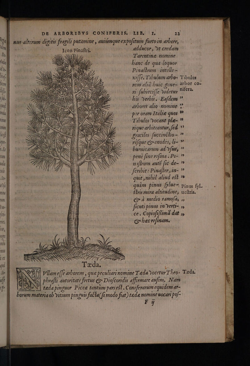 ! Ne. ! DE ARBORIBYS CONIFERIS, LIB. Ir. 22, Tarentine nomine banc de qua loquor Pinaflim | intelle - | xiffe. Tibulum arbo- Yibulus vem alia baic gene- arbor co- pi fubreci[Te yidetur Birra. his yerbis. Eafdem ? arbores alio nomine »?. por oram Italie quos. ? Tubulos yocant pla- ? rique aybiteantuv, fed, graciles faceinctio à» réfque eo» enodes, [i- » burnicaram: ad vfus, ? pene fine ve[ina . P1- naflram aute fic-de- ? fcribit: Pinafler , ig- - quit mhil aliud est »» ilia mira altitudine, uctris. co 4 medio ramofa, ,, ficuti pinus 1n Yerti-. , ce . Coptofiféeimá dat , co becrefinam. n | b mm 4 ED 5 TCU E- D IS UM mec TELS I I xi Ce Vizr y RT d j VI VACA 2T 10 A p VIAM AM Gore fono C le QD Een CORP d NAM IL / WIAD. TN A, Ae A Aa PA Se e DTI YE T MEA A pp SONSSSSASD Á IINRNEST 1 mn ybi: 2A DUE Y PP EL 7233371] TTHTIY T / M 3 np n P» A mm /  UC 4 et QS EY &amp; NONO 7177. e I — À 2a DA 7P eal air t A T. 2 ry » SNO !5 y SUDO SS CA ; AE LE LOBO XP TUR nr 4 17 DES, i j D 7 - ) VAST um P DA Y 4 A 9 L— ) jh y / // zr 77 n borum materia ob yitium pinguis fala fi modo fiat) tad nomine uocan por-