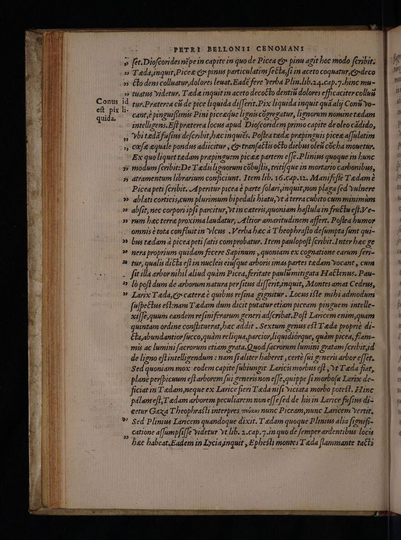 fet. Diofcorides n&amp;pe in capite im quo de Picea e pinu agit Lboc modo fcnbit: » Tedaynquit,Picee cg pinus particulatim feCla, ft 1 aceto coquatur eg»deco » tuatus Videtur. Tede inquit in aceto decoClo dentiu dolores efficaciter colui eft pix quida. 1- 1 ] * r . . a . , AUT r«] ^ CADt,e pinauife mmu Pint piceeque li Orts COgve gatum, lienorum nominetedam intelligens. Eft pretevea locus apad. Diofcoridem primo capite deoleocadido, » vbitedafufius defcnbitbacinquies. Po[leatede prepmouis picea affulatim Ex quo liquet tedam prapinauem pice partem e[[e.P linims quoque im bunc 5 modum fcribit:De Tedislipnorum cóbu[lis, triti[que 1n movtario carbonibus, » atramentum librarium conficit. Item lib. 6.cap.12. Manifcfié Tadam 6 Picea peti (cribit. JAperitur picea € parte folartimquitynon plaga fed yulnere » ablaticorticis.cum plurimum bipedali biatuyytáterracubito cum minimum » abfit, nec corpori ipfi parcitur, vt (m ceteris quoniam baflula im fru&amp;lu efi. e- » rum becterre proxima laudatur, JAltior amaritudinem affert, Poflea bumor - omnis e tota confluit in vleus Verba beca T heophraflo defumpta funt qui- » Dus tedam à piceapeti fatis comprobatur. Item paulopo[t [cribit.Inter bac ge » neya prorium quidam fecere Sapinum ,quoniam ex cognatione earum ferr- * ruy qualis diCla efl in nuclei eni[que arboris imas partes tedam yocant , cum . fit illa avbornibil aliud quàm Picea, feritate paulumitigata FIaClenus. Pau- » [opofl dum de arborum natura per [itus di[[evrtmquit, Montes amat Cedrus, » Lanx Tadacocter 6 quibus refina guenitur . Locus isle mibi admodum (ufpeGlus esl:nam T dam dum dicit putatur etiam piceam pinguem 1ntelle- xi[[e,quum eandeim vefimiferarum generi adfcribat.Po[l Laricem enim,quam quintam ordine con[lituevat,bec addit . Sextum genus esl T'ada proprie di- élayabundantiorfucco,quám reliqua parcior liquidiórque, qudm prcea, flam- mis ac lumini facrorum ctiam grata. Quod facrorum lumim gratam fcribityid de leno e[Lintelligendum : nam fialitev haberet , certe fui generi arbor efTet. Sed quoniam mox eodem capite fübiungit. Laricis morbus efl ,'Yt T'eda fiat, plane per(bicuum e[larbovem fui generis non e[Je quippe fi morbofa Larix de- ficiat ia T edam,neque ex Larice fieri T«damfi Yictata morbo potest. FZinc pélame[lT edam arborem peculiarem non e[[e fed de bis im Larice fufins di- €etur Gaxa Th eophrasti interpres qiu nunc Piceamynunc Laricem Yertit, V» Sed Plinius Laricem quandoque dixit. T edam quoque Plinius alza fienifi- Hh catione a[fuwnpft [fe 'Widetur yt. lib. 2.C4p. 7.n quo de femper ardentibus locz4 Bc babeat.Eadem in Lyciagnquit , Epbesli montes T'ada flammante tati