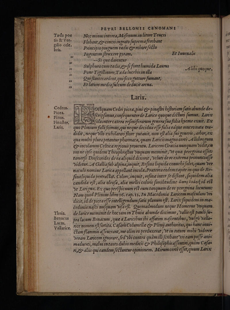 Tzda poe tis &amp; Ver- gilio cele; bris. 32 EP 2 P 33 Cedrus. Picea. Pinus. Pinafter, Larix. PETRI BELLONII CENOMANI Nec minus interea, Mifenum zn litore Teucri Flebant ei cineri inorato fuprema fevebant Pvincipio pinguem tadis eg robore fecto Pone Tijgillmum,T eda lucebis im tlla Qui flantes ardent qui fixo gutture fumant, ^ Et latum mediafalcum deducit avena. Ingentem firuxere pyram, Et Iutenalis —$1 qua daventur : | Sulphura cum tedis,eo (i foret bumtda Laurus qp ! doin ez fi f A libi quoque. Larix. VJOflquam Cedri picee;pini et prnaftri bifloriam fatis abunde de- XOfcripfimus,confequenter de Larice quoque drcluri (fumus. Larixe fola mter cetera ve[iniferarum genera [na folia hyeme exuit. Ex quo Plinium falli fcrmusqui neque decidua e[[e folia edque mticromata tra didit neque vllo exbilarawi flore putauit, non efl alra fui generis , arbor, ex. qua multó plura petantur bharmaca, quam Laricis magno certé /Allobrogum eo incolarum Celtica regionis prouentu. Laricem Grecia nunquam yidit,cts ju ne tpfe quidem T heopbyaflus Ynquam meminit Yt qua pevegrina effets tametfi Diofcorides de ea aliquid dixerit , Yeluti de ve externa promunicta[]e yidetur. 74 Gallia fab alpimaymquit, Refina liquida conuebi folet, quam Yer paculo nomme Larica appellant incole.Preterea eodem.capite im quo de Re- fria liquida pertra&amp;lat. Colore, inquit , vefmna inter fe diflant , fiquidem alia candida eft ,alia oleofa , alia mellei coloris fimilitudine damp iet ;d. est yt Lari gna. Ex quo perspicutim esl eum tanquam de re peregrina locutums Nam quod Plinius libro Y6. cap. 2, In Macedonia Laricem ma[culam yrs dicit, id depicea e[Te sntellivendum fati planum eft . Larix fiquidem rn ma- éedonia nafer nu[quam vifaeft.| Quemadmodum neque Homerus ynquam.. de larce meminit de boctam in T buta abunde diximus , allis efl paulo [u- pra lacum Benacum ,que a Laricibus ibi affatim nafcentibus , Yuleà valla- rice nomen eflfortita. Caefar Columelle ce» Plinij authoritas, qui bancanur- &amp;am flamma affeuerant, me olim eo perduxevat ,'yt in totum mibi Yiderer veram Laricem 1gnovave, fed ybi contra quam i Jcribant'yvi eam po[[e ani- maduerti, malui in tanto dubio medicis c» Philofopbisa[[entinquam Cefa- rice aliis qui eandem feClantur opinionem. Mirum certé e[fetquum Larise