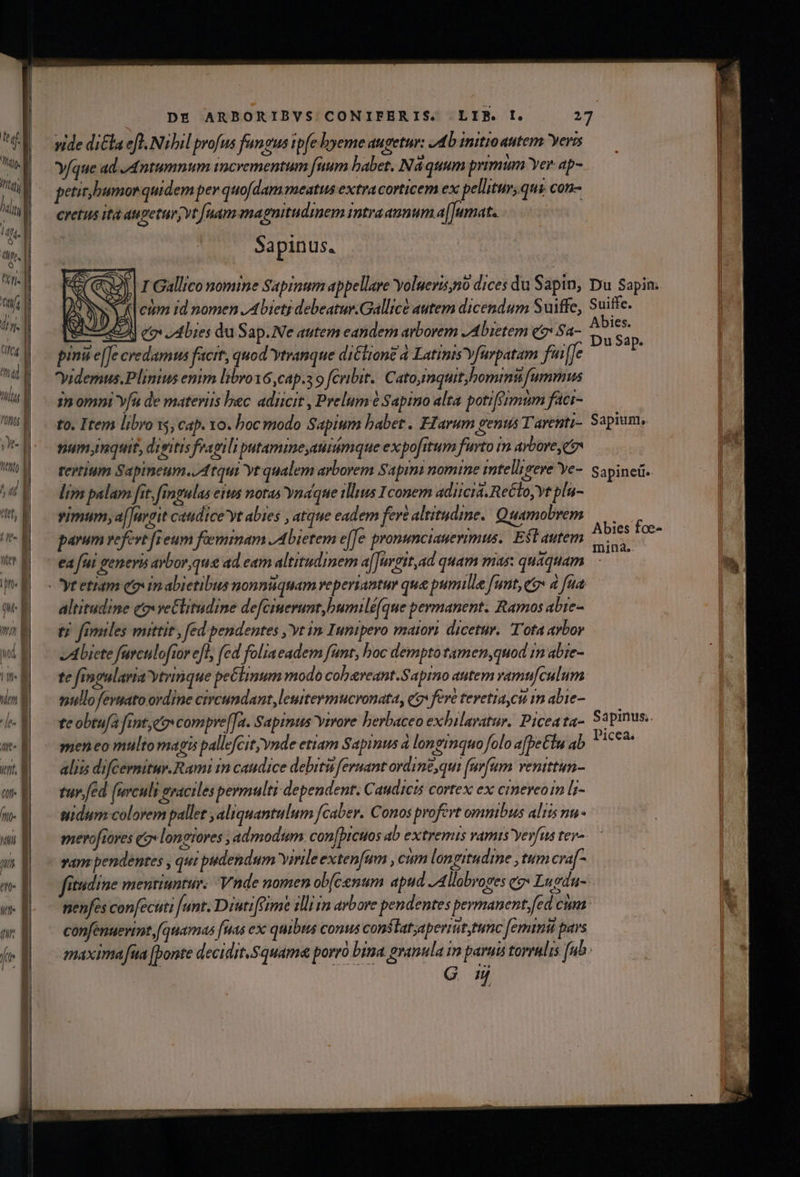 ;j 7 tef, | | I- I uer E p 0u- a n Hl I ven | T | de. B | A (tn V n- | «ui a m | A em Misc I —- bz LORRCHDIWOFEN n HE — La 1 IR T xt ca e E aie vide di&la eft. Nibil profus fungus tpfe byeme augetnr: 24b imitroautem eris y/que ad JAntumnum incrementum [num babet. Ná quum primum Yer. ap- petit,bumorquidem per quofdam meatus extracorticem ex pellitur, qus. con- cretus itd augeturjvt [uam magnitudinem imtraaunum a[Jumat. Sapinus. I Gallico nomine Sapimum appellare Yolueris no dices du Sapin, 3 yt cum id nomen ,Abietg debeatur.Gallicé autem dicendum Suiffe, UNI eo ad bies du Sap. Ne autem eandem arborem JAbietem e Sa- M ia . * ES AUTO . pinit e[Je credamus facrt, quod ytranque diCtione à Latinis furpatam fui [Je yidemus.Plinius enim libro1G,cap.s o [Cribit. Catojimquithomimii fummus : í ih Vases» eic 3n omni Yfà de materiis hec adicit , Prelum e Sapimo alta potiféimum faci- to. Item libro x, cap. xo. boc modo Sapium babet. Ffarum penus T'arenti- numynqui, dietis fragili putamimne,atinimque expofrtum furto im arbore e lim palam fit, fingulas eius notas Ynaque ilius Iconem adiicra, ReCto, Vt plu- vimum;a[Juveit caudice'yt abies , atque eadem fere altitudime.| Quamobrem parum vefevt [reum feminam ,Abietem efe pronunciauerimus.. ESlautem ea fui generis arbor, que ad eam altitudinem a[Jargit,ad quam mas: quaquam altitudine qo vetlitudine defeiuerunt,bumilé(que permanent. Ramos abte- tj fimiles mittit , fed pendentes , yt in Iuntpero maiori. dicetur. Tota aybor Abiete furculoftor efl, fed foliaeadem fant, hoc dempto tamen,quod in abze- te fingularia vtrinque pe&linum modo cobareant.Sapino autem vamufculum nullo feysato ordine circumdant, lemtermucronata, es fere tevetiaycu im abie- teobtafa fint,eo compre[Ta. Sapinus virore berbaceo exbilaratur. Piceata- meno multo magis pallefcit;ynde ettam Sapinus à longinquo folo afbeClu ab aliis difCermitur.Rami in caudice debitu feruant ordin£,qui [nrfum venittun- tur, fed (urculi graciles permulti dependent. C audicis cortex ex cinereo [r- uidum colorem pallet , aliquantulum fcaber. Conos profert omnibus aliis nu merofioves qo» lonerores , admodum. con[bicuos ab extremus vamis yevfus tey- yam pendentes , qui pudendum Yirile extenfum , cum longitudime , tum cra[- Du Sapin: Suilfe. Du Sap. Sapiun, Abies foe- mina.. Sapinus;. Picea.
