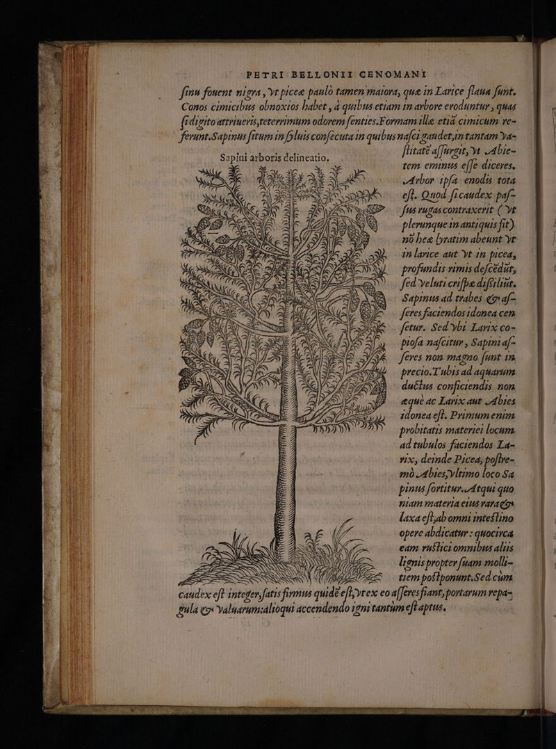 audex firtaté afTuvgit, Yt 2abie- tem eminus e[fe diceres. Libor. ipfa enodis tota efl. Quod. ficauidex: paf- fus rugas contraxerit. (yt plerunque im antiquis fit) profüandts vimis defcedut, fed veluti crifps diféliut. Sapinus ad trabes qo af- feres faciendos idonea cen fetur. Sed ybi Larix co- piofa nafcitur , Sapmmi a[- feves non magno funt. 15 precio.T'ubis ad aquarum ductus conficiendis non eque ac Larix aut. JA bies 1donea efl. Primum enim probitatis materiei locum. ad tubulos faciendos La- x, demde Picea, poftre- 00 Abiesjvltimo loco Sa pinus fortitur. Atqui quo niam materia eus varaqon laxa efl;jab omni imteslino opere abdicatur : quocirca eam rastici omnibus alus lienis propter [uam molli- tiem poflponunt.Sed.cum Mm