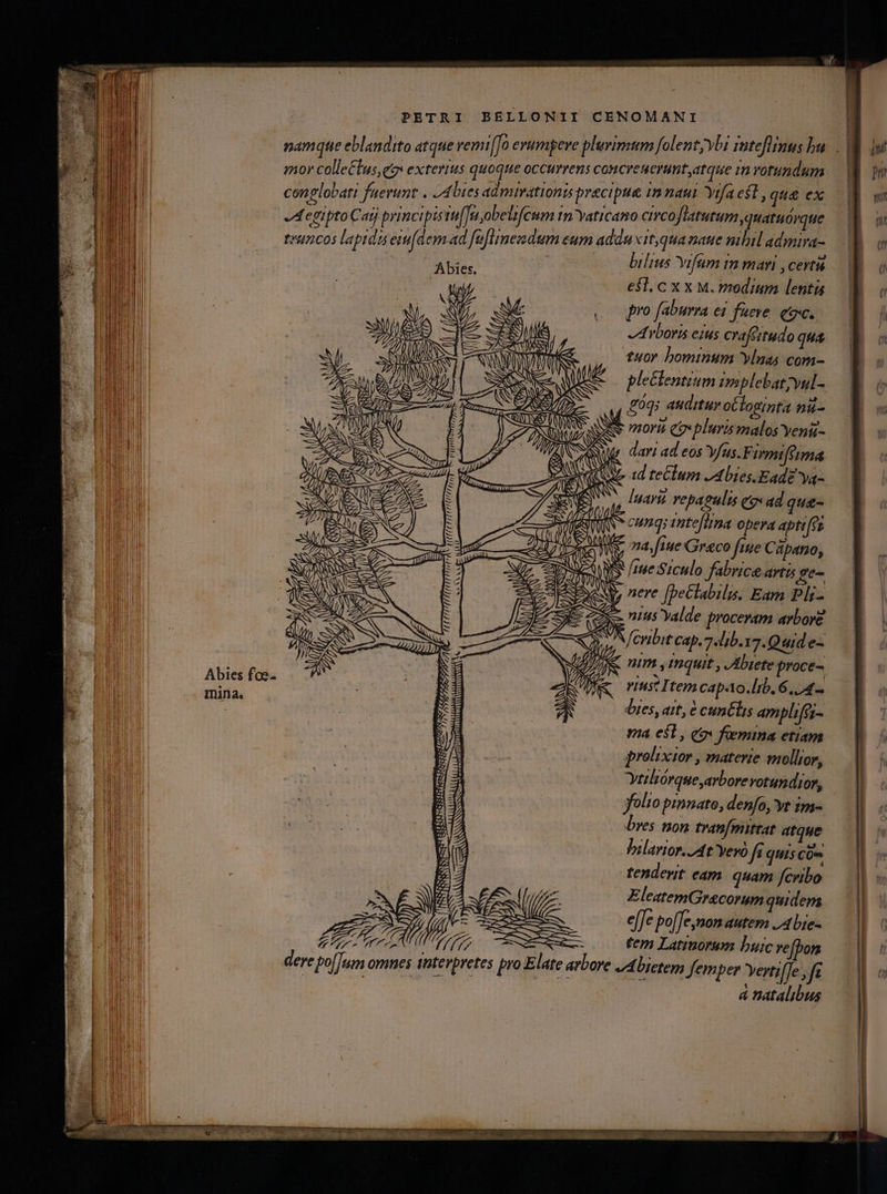 mor colle&amp;tus, eo exterius quoqte occimens concreuerunt atque invotundum conplobati fuerunt . 4 lies admirationis precipue innaui Yrfa est , que (IM -Aegipto Catj principis rufi obetifcum In'Yaticano ctrco Jiatutum quatuórque Ur vuncos laptdu eifdem ad füflinendum eum adduxit qua naue mbil admira- Abies. bilius Yifum 1n mari r certis ' esl, cx x M. Prodium lentis VA Qoo pro faburra ei fuere. eo. a SEE DS ; Arboris eius crafsitudo qua E RU t ^ tuor hominum Ylnas com- xe eR. pleclentium implebatyul- 7 . nm) , &amp;0qs auditur oCloginta nii- e— N ^ d :  j, 2 NIIS SRL pluris malos yeni UE dari ad eos fus. Firmifeim 4 : di QS ad teclum -Abies. Eade ya- 3 3 »! Iuavit vepagulis qv ad que- : SM cunq; inte[irna opera aptife 00 X o 69000Z ATTTTLTULUD2277 2C I E SE Qi na fiue Graco faue Cápano, NONSE m T QS /nee Siculo fabrice artis ge- SAN ees a : : NS GS e nere [beCtabili. Eam Pli- ZA ES eos. nius Yalde proceram arbore AES SK fcnbit cap. lib.y7.Q uid e- x CEN abies dias Quides 7 VU B gk nm ,inquit , Abiete proce- J QU, K viust Item capto. lib. 6. 4- : tes, ait, e cunélus ampliféi- ma e$1, qo foemina etiam prolixior , materie mollior, ytiliórque,arborevotundior, yfolio pinnato, denfo, yt im- bres non tran[mittat atque Vilarior. At Yeyó fi quis Coe tendent. eam quam fcribo f((('(Iff (TILIRXETTÀ : $^) Abies foe. mina. fud EleatemGrecorum quidem » [£r 3 Wu : P ALESXEESSN AM ej[e po[[e,mom autem J.A bie- a D ME, A CER tem Latinorum buic ve[pon dere po[|um omnes tnterpretes pro Elate arbore Abictem femper Yerti[Je , fc | | &amp; natalibus