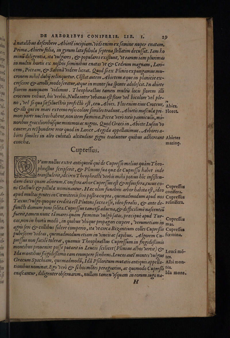 Y PANEM ne a e —- —— ——— pe — e— Di DUDEN ERI NR eco o trt SN PITE ADU ICCUME E S 777 en mme caWr pie ecco Won ccc eem coL o » .  - - - MÀ : DE ARBORIBYS CONIFERIS, LIB. 1. 29 natalibus de[cribeve JA biet inciplam-Yidi enim ex femine nuper enatam, Prima JAbietu folia, in gyrum latafoliola feptena flellatim decu (fat. Iam Lo minu diliventia, tta Yuleares , qo populares exiflunt, yt earum tam plurimas 1m multis bortis ex: noftris feminibus enatas yt (a Cedvum magnam , Lari- cem , Piceam, eos Sabina Yideve liceat. Qaod fiex Plinio expunpamus mu- cronem nibil dub velinquetur. Coflat autemjm J4bietem &amp;que im planicie ex- cre/ceve egvattollr modo feratumatque im nzonte fua [ponte adolefcit.12 abiete florem munquam yidimus . T beophraélus tamen multis locis florem illi croceum tribuit, bis yerbis, Nullainteryrbanas eft flore yel bicolore vel ple- no , Yel fr qua fitfyluestris profeGlo ef , ceu abies. Flosenim eius Croceus, Abieg: Cgil qui m mart externo rofis colore fimiles tradunt. 74 beta mafcula pri- Floret. mori parte nucleos babent,non item faemima.Picee Yero totis panniculis,mi- noribus gracilioribufque minimosac nigros. Quod Graci in JAbicte Lufon Yo cauere,et re pondere reor quod im Larice 24 egida appellaumus . JAvbores a- bieti fipules im alto cubitali altitudine igni traduntur quibus adbereant. Abietes conchbe&amp;. nrarinee Cupreffus. N| Vim nullus extet antiquori qui de C upre[To melius quam T beo- phraftus fcripferit , eo» Plintus fua qua de Cupre[To babet inde xx, 4 traninlenit idcirco T beophrafti verbis mibi potius bic infrflen- dum duxi quam aliorum .Conifera aybor Cupre[]us eft eivvefimifeva,cums co- Cupreffus 9i Galbuli qo pillule nominantur . H ec olim funebris arbor babita et, tdeo c E.  apud multas ventes in Coemiteris feyi poftea cepta , quemadmodum apud nos Cupreffus Taxus:Yulgo quoque credita est Plutoni facra e[[e, ideo feralis , q&amp;» ante de- relinifera, J'mnehli domum poni olita.C spre[Tus tametfi aduema, e di ffhicilimé nafcentin fuent tamen nunc tá mares quam feminas Yuleó fatas, pracipue apud Tur- c bicis ca5,n0n 1n bortis modà ,im quibus Ybique propagari coepere , verumetiam in ju apris fevi ce collibus (olere comperio , tta yt circa Bixantium colles Cupre[cis Cupreffus pubefcere yideas , quemadmodum etiam in vineis ac fepibus.. JA lorem Cu focmina, pre[[us non facile tolevat , quanui Theophrastus Cupre[]nm im fngidiféimis montibus prouenire po[[e putavit in Leucis fcilicet (Plinius albosyertit) ex Leuci m5- Idamontibus Jeidiféimis eam erumpere [cvibens.Leucos aute montes Yul?Us tes, tionibusnominat. Ego Yeyo qo fi bos mote; peragrarim, ac quomodo C nprefez t55- i M. ; | ; ; à mons. enafcantur , di ligenter obfevuarim., nullam tamen quam im eorum 140 na-