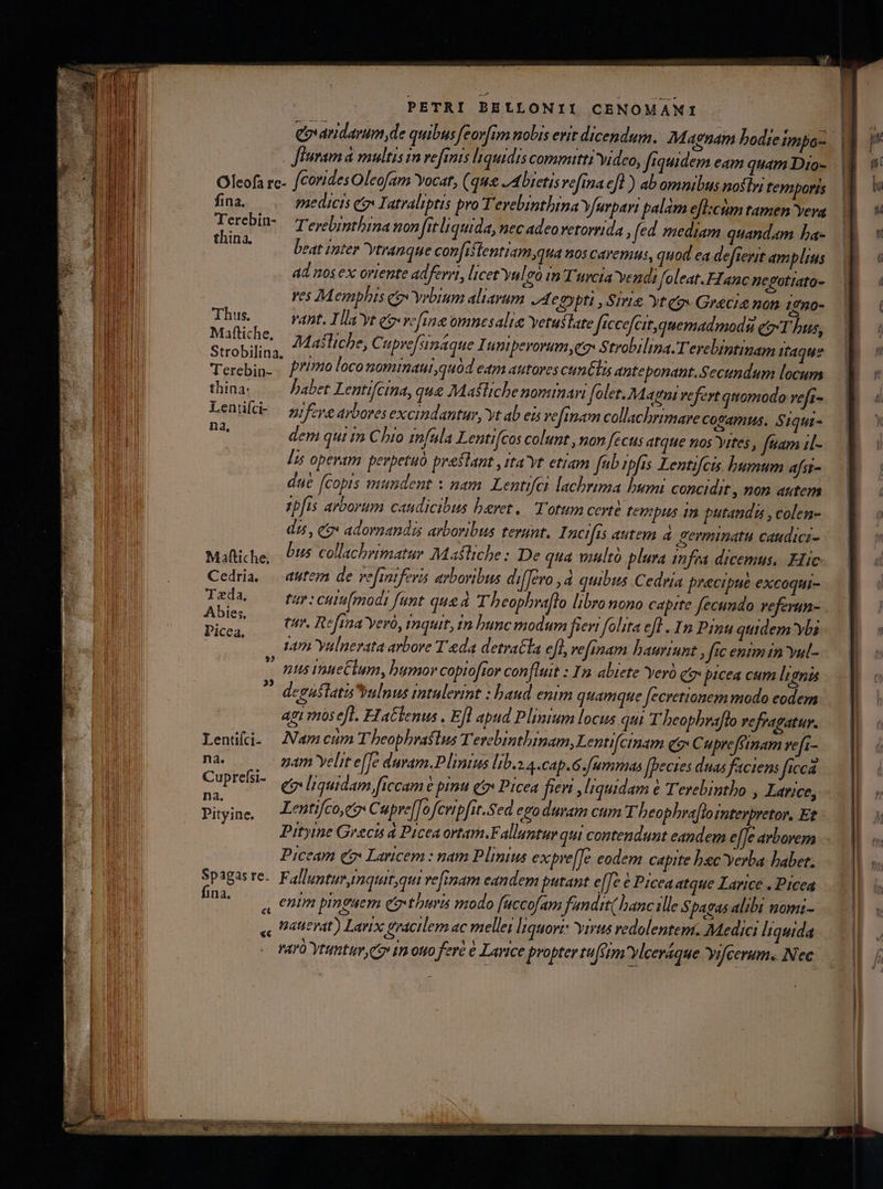 epvandarum,de quibusfeor[im nobis erit dicendum. M agnam bodie impo- finrama multis in refmis liquidis committi video, fiquidem eam quam Dio- Oleofa rc- fcoridesOleofam Yocar, (qua JA bretis vefina cfl ) abomnibus nostri teynporis fina, medicis eg Iatraliptis pro Tevebinthima Y/arpari palam efl:cim tamen Yeva Terebin-— re bipthina non fit liquida, nec adeoverorrida , fed mediam quandam ba- thina. beat inter Ytranque confiitentiam,qua 505 Cavemus, quod ea defterit amplius ad nos ex ortente adferrt, licet yulgó in Turcia vendi foleat.FIanc nepotiato- ves Memphis qo vrbium aliavum A eoypti , Srrie Yt qo Grecis non 12n0- Thus. QoOIEPEI la'yt eg refine omnesalie yetusate Jiccofcit,quemadmods eo«T bus, MM Matliche, 7 re[simaque Iunerorum cos Strobilina.Terebintinam Ifaque Terebin. P'/Pto loco nomtnaui,quod eam autores cunéli anteponant.Sectindum locum thina- habet Lentifcina, qu&amp; Maslicbe nominari folet. Maga vefert qmomodo reft- Lenülc- |— nope aybores excindantur, yt ab eis vefrmam collachrimare Copamus. Siqui- » dem qui in Chio imfala Lentifcos colunt , non fecus atque nos yites , fuam il- [is opevam perbetuó praslant ,ita'Yt etiam fnb rpfis Lentifcis. humum afsi- due [copis mundent x nam. Lentifci lachrima bumi concidit , non autem 1bfis arborum caudicibus beret. Totum certe tempus i putanda ,colen- di5, ce adormandis arboribus teyunt. 1 ncifis autem à. Perminatu caudici- Maftiche, 09s collachrimatur Maftiche: De qua winlto plura infra dicemus, Hic: Ccdria, — autem de ve[miferis arboribus di[Tero ,4 quibus Cedria precipue excoqui- Toda ur: catu[modi funt que à T heophvaflo libro nono capite fecundo veferun- Abies sesta dioe e qi TOP ns j M (rr. Refina Yeró, mquit, in hunc modum fieri folita efl . In Pinu quidem ybi 14m yulnerata arbore T eda detratla efl, vefinam bauriunt , ftc enim in vul- ' nus inueClum, bymor coptofror confluit : 1 abiete Yero eo picea cum lignis ci deguslatia bulnus tatulerint : baud enim quamque fecretionem modo eodem api voseft. Hactenus . Efl apud Plinium locus qui T beophraflo vefragatur. Lenüfi. JNamcum T beophrastus T erebinthinam, Lentifcinam C Cuprefeimam refi- na — — gam velit e[Je duvam.Plinius lib.a a4.cap.6.fummas fpecies duas faciens ficca Cuprefsi- ev liquidam ficcam e pinu e Picea fieri liquidam € Terebintbo , Larice, pity ie, Lentifco c Cupre[]o fcripfit.Sed ego duram cim T heophra[lointerpretor, Et Piceam c9 Larcem : nam Plinius expre[Je eodem capite bac Yerba: babet, Spagasre. Falluntur mqtur,qt ve[inam eandem putant e[[e € Piceaatque Larice - Picea U^ q« enm pinguem eetburis modo [uccofam f'andit( bancille Spagas alibi nomi- «, Patterat) Lanx eracilem ac mellei liquoris Yrrus vedolentem. Medici liquida ntró Ytütim Ci 1m otio fert Larice propter tuftm YVleeráque vifcerum. Nec |