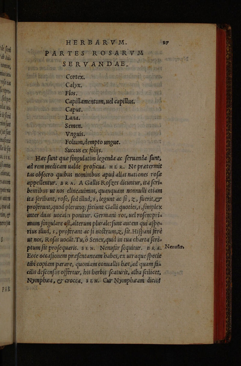Tt fei b Aj TOWN Tt) ios fr ul irt. ) fi n lli i. fen Ain fnt t) Iun ife led ft I SEN, edoreg, AL nec) Cortex, Calyx. Flos. Capillamentum; uel capillus, Caput. ^ Lana. Semen. Vnguis. Folian,dempto ungue. | Succus ex folijs.  Bec funt que fingulatim jeinis ac feruanda funt, » rem medicam ualde proficua. HER. Nepretermit tas obfecro quibus nominibus apud alias nationes rof appellentur. BR 4. A Gallis Rofzes dicuntur, ita cris beutibus ut nos. elinicauimus, quanquam nonnulli etiam ita feribant, vofe, fed illud, s , legunt ac fi , z , faevit.ez proferunt; quod plerumq; faciunt Galli quoties, fiplex inter duas uocalz ponitur. Germani os, uel rofen: pris mui Jinoulare efl.alterum plurale: funt autem qui afpe- rius iliud, s , proferant ac fi nostrunsz; fit. Hifpani (fere ut nos, Rofac uocat. Tu, o Senex, quid im tua charta feri- ptum fit profequaris. s N.. Nenufar fequitur. B &amp; A. Ecce occafionem prefentaneam babes, ex utraque fbecie tibi copiam poe quoniam conuallis becyad quam fas ilis dcfcenfi offertur, bis herbis fcaturit, alba fcilicet, Nympha, ey crocea, s xg N.- Cur Nympbeam dicit INNenufit