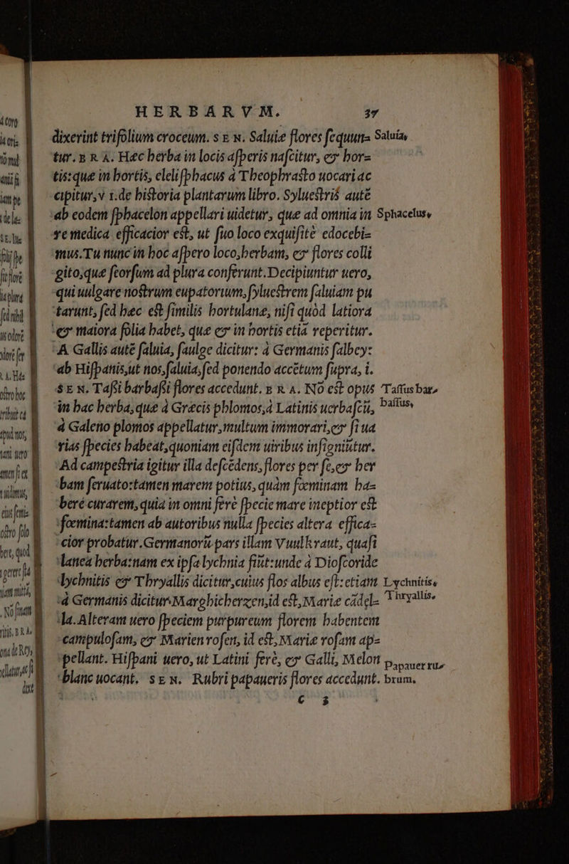 fdubi B iori a rif | IS volt j nu a iio, a Veni uto m mao a TUTM din fmi a oin fih a A gt hu r TUUM Nina a TED TTJUA | dna àst| HERBARVM. 27 tur. B R &amp;. Hé berba in locis afperis nafcitur, e» borz tisque wm bortis, elelifbhacus 4 Theophrasto wocariac eipitur,v 1.de bistoria plantarum libro. Syluestriá auté ye medica. efficacior est, ut fuo loco exquifit&amp; edocebi- mus. Tu tunc in boc afpero loco,berbam, cz flores colli gito;que feorfum ad plura conferunt. Decipiuntur uero, quiuulgare nostrum eupatorum, fylucstrem faluiam pu '«b Hifpanis,ut nos;faluia; fed ponendo accétum fupra, i. 4 Galeto plomos appellatur,rmultum immorari, fi ua rias fpecies babeat;quoniam eifdem uiribus infigniutur. Ad campestria igitur illa defcedens; flores per fe,ez ber bam feruato:tamen marem potius, quam foeminam. ba- beré curarem, quia in omni fere [pecie mare ineptior e focminaztamen ab autoribus nulla fpecies altera. effica- 'cior probatur. Germtanorii pars illam V uulhraut, quafi latiea berba:tam ex ipfa lycbnia fiut:unde 4 Diofcoride '4 Germanis dicitur Marobicherzenjid eft Marie cádel- Ja. Alteram uero fpeciem purpureum florem babentent campulofam, es Marien ofer, id et Marie rofam ap» ec $