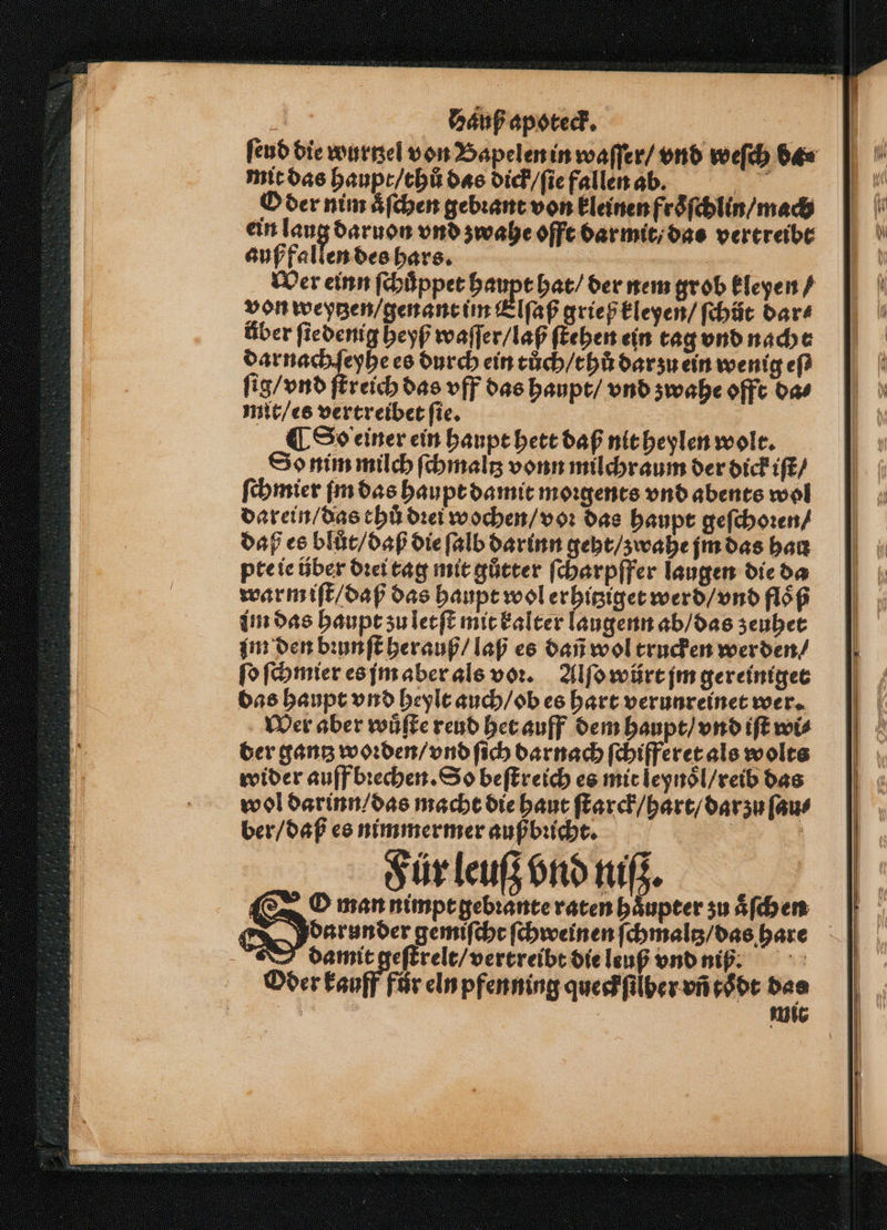 ſeud die wurtzel von Bapelen in waſſer / vnd weſch da mit das haupt / thů das dick / ſie fallen abb. O der nim aͤſchen gebꝛant von kleinen froͤſchlin / mach ein 5 daruon vnd zwahe offt darmit / das vertreibt auß fallen des hars. > | Wer einn ſchuͤppet haupt hat / der nem grob kleyen / von weytzen / genant im Elſaß grieß kleyen / ſchüt dar⸗ über ſtedenig heyß waſſer / laß ſtehen ein tag vnd nacht dar nach ſeyhe es durch ein tůch / thů dar zu ein wenig eſ⸗ ſig / vnd ſtreich das vff das haupt / vnd zwahe offt da⸗ mit / es vertreibet ſie. ¶ So einer ein haupt hett daß nit heylen wolt. So nim milch ſchmaltz vonn milchraum der dick iſt / ſchmier im das haupt damit moꝛgents vnd abents wol darein / das thů dꝛei wochen / voꝛ das haupt geſchoꝛen / daß es blůt / daß die ſalb darinn geht / zwahe jm das hau pte ie uber dꝛei tag mit gůtter ſcharpffer laugen die da warm iſt / daß das haupt wol erhitziget werd / vnd floͤß im das haupt zu letſt mit kalter laugenn ab / das zeuhet im den bꝛunſt herauß / laß es dañ wol trucken werden / ſo ſchmier es jm aber als voꝛ. Alſo würt jm gereiniget das haupt vnd heylt auch / ob es hart verunreinet wer. Wer aber wuͤſte reud het auff dem haupt / vnd iſt wis der gantz woꝛden / vnd ſich darnach ſchifferet als wolts wider auff bꝛechen. So beſtreich es mit leynoͤl / reib das wol darinn / das macht die haut ſtarck / hart / dar zu ſau⸗ ber / daß es nimmermer außbꝛicht. | Für leuß vnd niß. O man nimpt gebꝛante raten haͤupter zu aͤſchen damit geſtrelt / vertreibt die leuß vnd niß. Oder kauff fůr eln pfenning quesffilber vñ toͤdt das As % mit