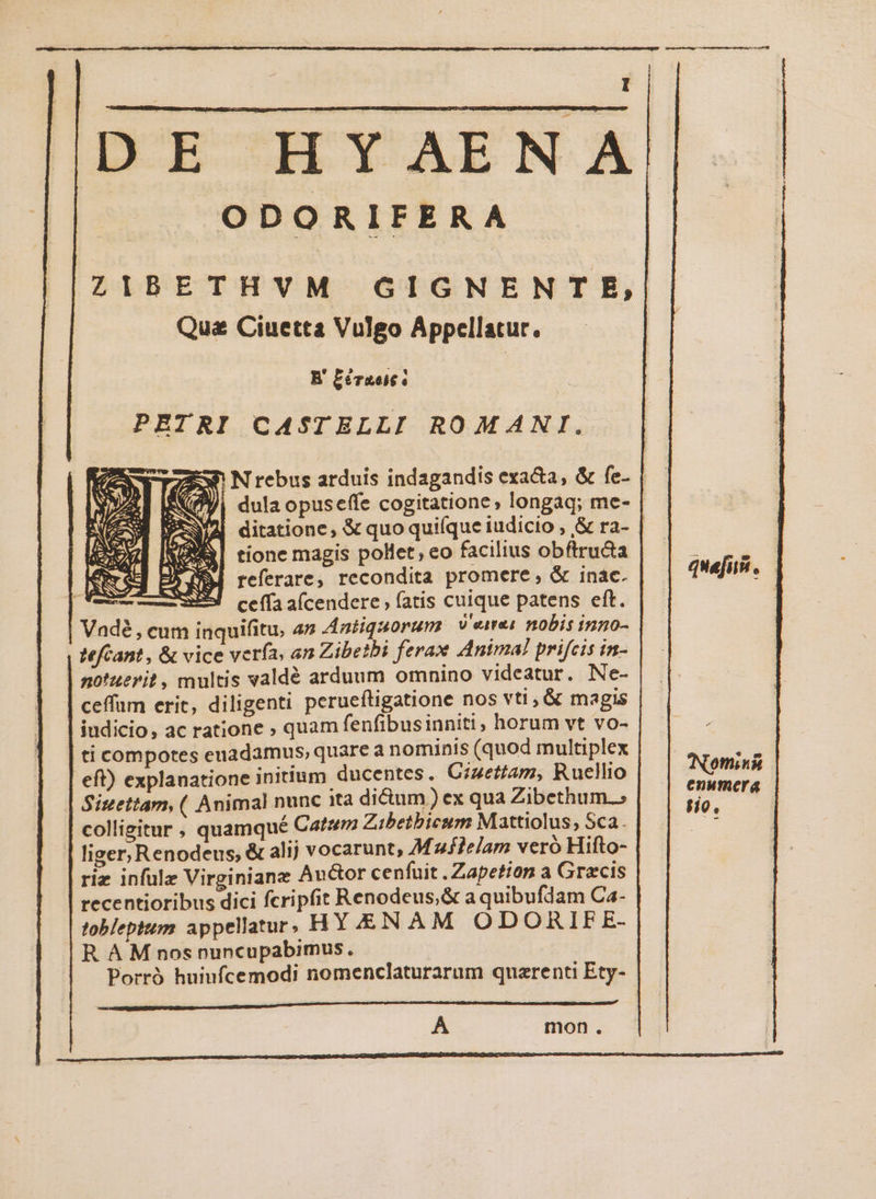 DE HYAENA ODORIFERA ZIBETHVM GIGNENTE, Qua Ciuetta Vulgo Appellatur. B' Eeraeie PETRI CASTELLI ROMANI. £)] dula opuseffe cogitatione, longaq; me- tione magis pollet, eo facilius obftru&amp;a B referare, recondita promere, &amp; inác. M ceffaaícendere, fatis cuique patens eft. | Mefeant , &amp; vice verfa, an Zibetbi ferax Animal prifcis in- no'uerit, multis valdé arduum omnino videatur. Ne- ceffum eric, diligenti perueftigatione nos vti , &amp; magis judicio, ac ratione ; quam fenfibusinniti , horum vt vo- ti compotes euadamus, quare a nominis (quod multiplex eft) explanatione initium ducentes. Ciuettiam, Ruellio Sittettam, ( Animal nunc ita di&amp;um.) ex qua Zibethum.; colligitur , quamqué Catum Zibetbicum Mattiolus, Sca. | tiger, Renodeus; &amp; alij vocarunt, Mselam veró Hifto- riz infülz Virginiane An&amp;or cenfuit .Zapetion a Grecis recentioribus dici fcripfit Renodeus,&amp; a quibufdam Ca- tobleptum appellatur; HY £N AM ODORIFE- R A M nos nuncupabimus. Porró huiufcemodi nomenclaturarum quarenti Ety- POPE CTOPIETONBSNUAENOHINIHBBNEOHRISEREUSERIUNUENE (CRUISE A mon. Nomini enumera tio.