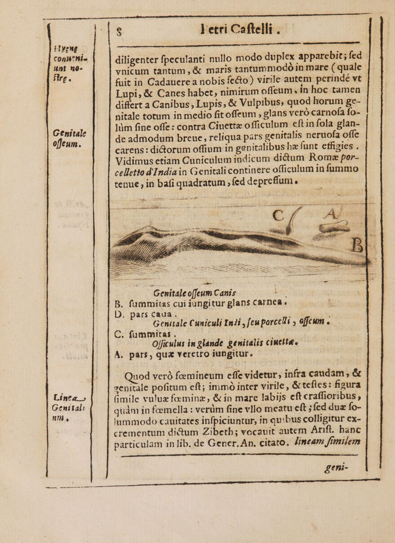 ZE ] etri Caftelli . Hyene MM € Qt orien veteri iones itg tm UI Cpauns, diligenter fpeculanti nullo modo duplex apparebit; fed ; i E vnicum tantum , &amp; maris tantummodó in mare ( quale |. L^. fuit in Cadauerea nobis fe&amp;o) virile autem perindé vt Lupi, &amp; Canes habet; nimirum offeum , in hoc tamen differt a Canibus, Lupis, &amp; Vulpibus; quod horum ge- nitale totum in medio fit offeum , glans veró carnofa fo- Deni: ]üm fine offe : contra Ciuettz officulum cft in fola glan- effeum. de admodum breue , reliqua pars genitalis neruofa offe carens: dictorum offium in genitalibus hz funt effigies . Vidimus etiam Cuniculum indicum dictum Romse por- celletto d'Indiain Genitali continere officulum in fummo | | tenue, in bafi qnadratum , fed depreffum. | . Genitaleo[feum Canis ke B. fuüummitas cui iungitur glans carnea, D. pars caua . | Genttale Cuniculi Indi , [eu porcetli , offeum . C. fummitas . | Officulus in glande genitalis ciuetta s Á. pars, qua&amp; veretto iungitur.  Ouod veró feemineum cffe videtur, infra caudam , &amp; - | zenivale pofitum eft; immó inter virile, &amp;teftes: figura Linta (imile vuluz feeminz, &amp; in mare labijs eft raffioribus, SEN tali quàm in fcemella : verüm fine vllo meatu eft ;fed duz fo- V iummodo cauitates infpiciuntur, in qu'bus colligitur ex- rementum di&amp;um Zibetb; vocavit autem Arift. hanc particulam in lib. de Gener. An. citato. lineam ftmilem geni- — M Á—MÀ