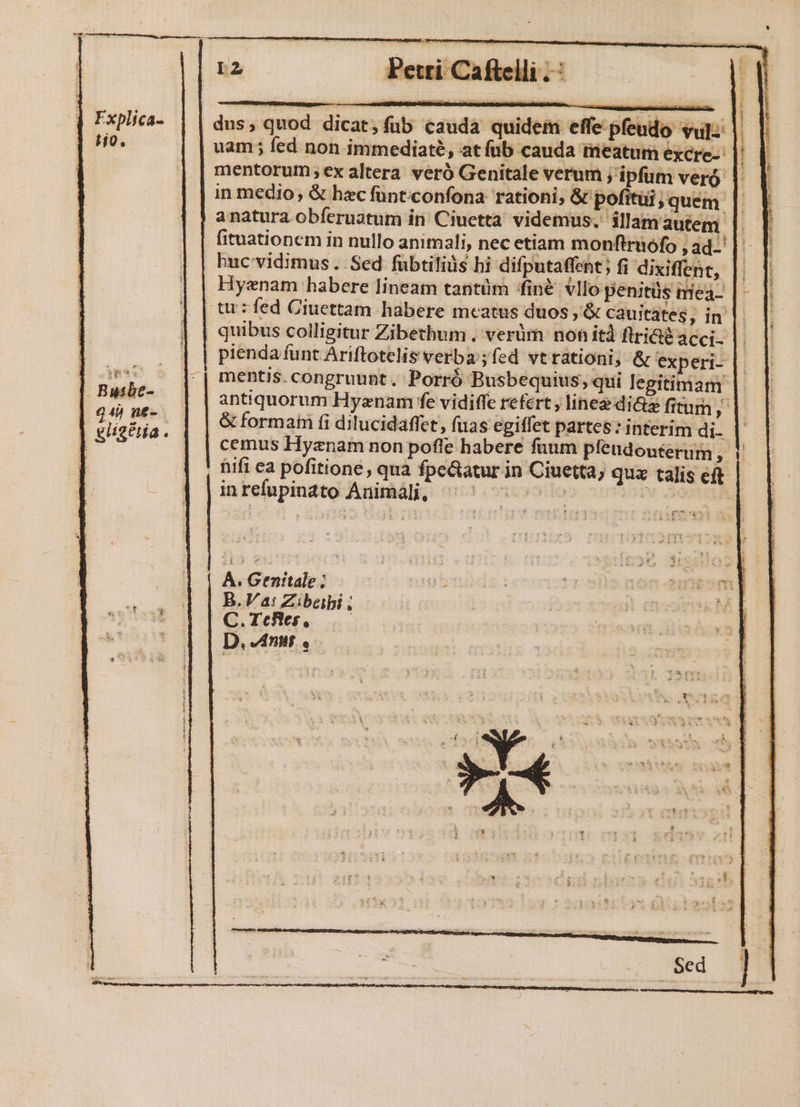 Ho. uam ; fed non immediaté, at fub cauda tiieatum excre-: |: mentorum ;ex altera veró Genitale verum j'ipfum veró |. in medio; &amp; hzc füunt:confona. rationi; &amp; pofitui;quém | anatura obferuatum in: Ciuctta videmus. ilamautem |. (ituationem in nullo animali, nec etiam monftrnófo , ad-' |: buc vidimus. Sed fübtiliüs hi difputaffent; fi dixiffent, |. Hyenam habere lineam tantüm /finé. vllo penitus niea- uos , &amp; cauitates, in |. pienda funt Ariftotelis verba ;fed vtrationi, &amp; experi- mentis. congruunt. Porró Busbequius; qui legitimam antiquorum Hyznam fe vidiffe refert; linee di&amp;z fitum ,' &amp; formain fi dilucidaffet, fuas egiffet partes : interim di. cemus Hyznam non pofle habere fuum pfeudouterum 3 inrefupinato Animali, pes B. Va: Zibeibi ; C. Tcfies,