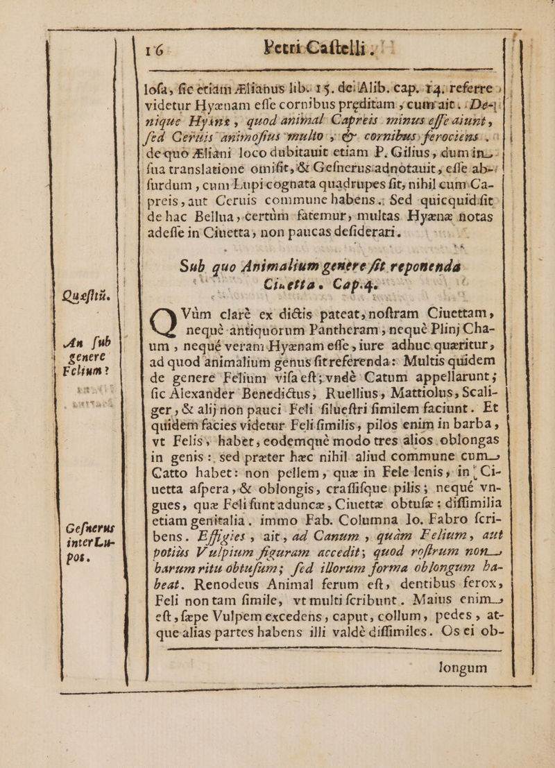 | Quei. | 4n fub 4 genere. Gefnerus inter Lu- pos. D6. etri Cattelli ;'  nique Hym , quod animal Capris minus offe aiunt , ftd. Qesais animofius multo: y:dy. cornibus: feroviens: . | furdum , cum Lupic ognata quadrüpes fit; nihil cum:Ca- dehac Bellua ,.certüm fatemur, multas. Hyzna fiotas adefle in Ciuetta; non paucas defiderari. ME Sub quo Animalium genere fft reponenda. &amp; &amp;&amp;^5 ' Ci.etta. Cap.4. ha tox £z nequé-antiquorum Pantheram ; nequé Plinj Cha- um , nequé veran Hyenam effe; iure adhuc. quaeritur ; ad quod animalium genus fitreferenda:: Multis quidem fic Alexander Benedictus; Ruellius, Mattiolus, Scali- ger; &amp; alijrion pauci Feli filueftri fimilem faciunt. Et quidetm facies videtur. Feli fimilis, pilos enim in barba, vt Felis; habet; eodemqué modo tres alios. oblongas in genis:, sed preter hec nihil. aliud commune cum.» Catto habet: non pellem , que in Fele lenis ; in , Ci- uetta afpera .&amp; oblongis; craffifque: pilis; nequé vn- gues, quz Felifuüntaduncz , Ciuette obtufz : diffimilia etiam genitalia. immo Fab. Columna 1o. Fabro fcri- bens. Ejffivies , ait, ad Canum , quàm Felium, aut potias V ulpium figuram accedit; quod voffrum non beat. Renodeus Animal ferum eft; dentibus ferox; Feli nontam fimile, vtmultifcribunt. Maius enim.» e(t , fxpe Vulpem excedens; caput; collum, pedes , at- que alias partes habens illi valdé diffimiles. Os ei ob- longum