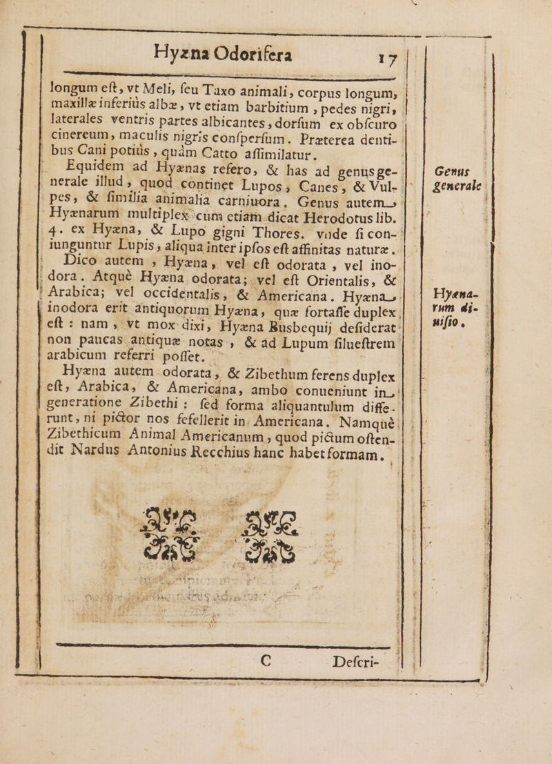 que rre isi tii amati Hyzna Odorifera T9 | longum eft, vt Meli, feu Taxo animali, corpus longum; , maxillz inferius albz , vt etiam barbitium , pedes nigri, | laterales ventris partes albicantes, dorfum exobícuro | | cinereum, maculis nigris confperfüm. Praterea denti-: . bus Cani potis , quàm Catto affimilatur. . Equidem ad Hyznas refero, &amp; has ad genusge- | | Genus | nerale illud, quod continet Lupos; Canes, &amp; Vul- | | gemerale: pes, &amp; fimilia animalia carhniuora, Genus autem: 3 Hyenarum multiplescum ctiam dicat Herodotuslib. | | 4. ex Hyana, &amp; Lupo gigni Thores. vade ficon- | iunguntur Lupis, aliqua inter ipfos eft affinitas nature. | Dico autem , Hyzna, vel eft odorata , vel ino-. dora. Atqué Hyzna odorata; vel eft Orientalis, &amp; | Arabica; vel occidentalis, &amp; Americana. Hyznao | rM ; | inodora erit antiquor um Hyzpa, que fortaffe duplex, nii P 3 | eft : nam, vt mox dixi, Hyzna Busbequij defiderat || - : | non paucas antique notas , &amp; ad Lupum filueftrem- | [ arabicum referri poffet. ^ ^— | A x | Hyena autem odorata, &amp; Zibethum ferens duplex eft, Arabica, &amp; Americana, ambo conueniunt in: | generatione Zibethi ; fed forma aliquantulum diffe. | runt, ni pictor nos fcfellerit in. Americana. Namqüé; | Zibethicum. Animal Americanum ; quod pi&amp;um often-. dit Nardus Antonius Recchius hanc habetformam. 31