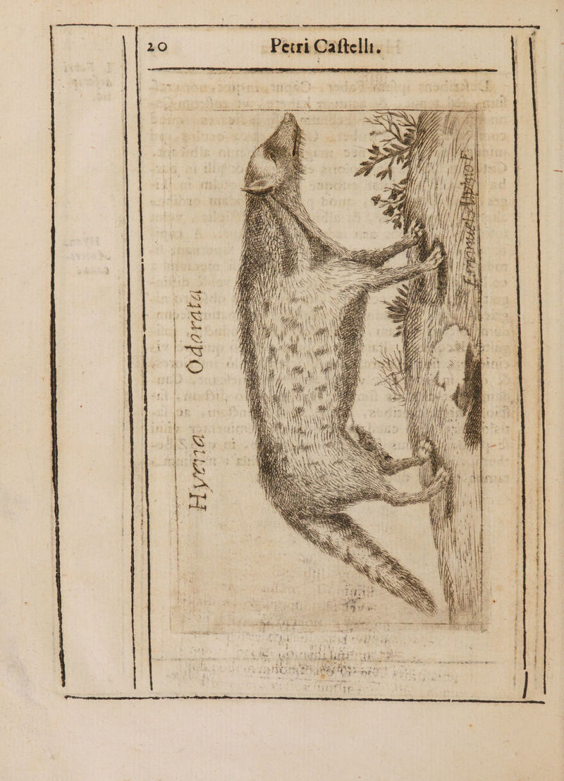 SUM H^ rx 4o agedo 3 H1- fi uc sod Tox aeta crn i Mlle Gerais: SN e rcu -  à Miis x * t LI OOBLLAAH mco HE jos. t61«: fORHUPED