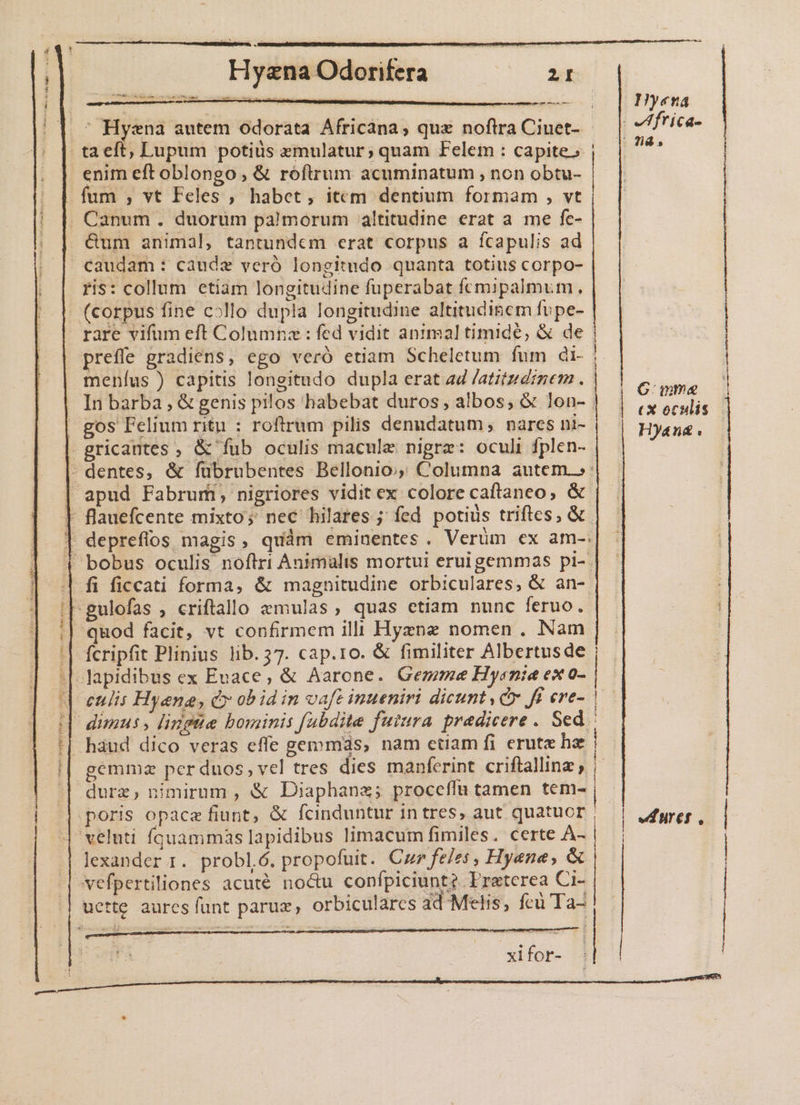 m: H Melt | ^ Hyena autem odorata Africana; quz noftra Ciuet- - taeft, Lupum potius zmulatur; quam Felem : capite; enim eft oblongo , &amp; róflrum acuminatum , non obtu- . fum ;, vt Feles , habet, item dentium formam , vt . Canum . duorüm palmorum altitudine erat a me fe- &amp;um animal, tantundem crat corpus a fcapulis ad caudam: caudz veró longitudo quanta totius corpo- ris: collum ctiam longitudine fuperabat fcmipalmum., - (corpus fine collo dupla longitudine altitudiscm fupe- rare vifum eft Columnz : fed vidit animal timidé, &amp; de preffe gradiens, ego veró etiam Scheletum fum di- meníus ) capitis longitudo dupla erat ad /atitzdinem . P | d Aia | unme In barba , &amp; genis pilos habebat duros, albos, &amp; lon- | | ,&amp; juli, Hyena | gos Felium ritu : roftrum pilis denudatum, nares ni- Hyand . j 7i8 , NND EUM E Ad Vus uai gricantes , &amp; fub oculis macule nigra: oculi fplen- - dentes, &amp; fübrubentes Bellonio;; Columna autem.» apud Fabrum, nigriores vidit ex colore caftaneo, &amp; | flauefcente mixto; nec hilares ; fed potius triftes; &amp; | deprefios magis, quàm eminentes. Verüm ex am-: | bobus oculis noftri Animalis mortui eruigemmas pi-. | fi ficcati forma, &amp; magnitudine orbiculares, &amp; an- 'Fgulofas , criftallo zmulas, quas ctiam nunc feruo. quod facit, vt confirmem illi Hyzne nomen . Nam :| fcripfit Plinius lib. 37. cap.ro. &amp; fimiliter Albertusde lapidibus ex Evace, &amp; Aarone. Gemzge Hysnie ex o- d oeulis Hyena, éx ob id in vaft inueniri dicunty cr ff ere- | Hp dunus s ligue bominis fabdite futura praedicere . Sed - | haud dico veras effe gemmas, nam etiam fi erute he | gemmz per duos, vel tres dies manferint criftallinz )| durz, nimirum , &amp; Diaphana; proceffu tamen tem- | | poris opace fiunt, &amp; fcinduntur in tres, aut quatucr , | «rer. veluti fquammas lapidibus limacum fimiles. certe * | arcas Seat cp mirare A lexander 1. probló. propofuit. Car feles , Hyene, &amp; vefpertiliones acuté noctu confpiciunt? Preterea Ci- - UP du 4 * M $ uette aurcs funt paruz, orbiculares ad Melis, fcu Ta-
