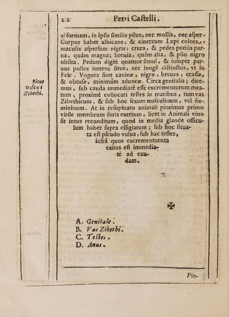 j Lx - Petri Caftelli. xi formam, in ipfis fimilis pilus, nec mollis, necafper. Gorpus habet albicans; &amp; cinereum Lupi colore,» |. maculis afperfüm nigris: crura, &amp; pedes potius par- | uà, quám magna; breuia, quàm alta, &amp; pilo mgro obfita, Pedum digiti quatuorfimul, &amp; infuper par- | | uus pollex interné fitus, nec longé diftinctus, vt in. |. Fele . Vngues funt caoinz , nigrz , breues , craffz, &amp; obtuíz, minimüm adunce. Circagenitalia; dice- mus, fub cauda immediaté effe excrementorum mea- | tum , proximé collocari teftes in maribus , tumyas. | Zibethicum , &amp; fub hoc fexum mafculinum ; vel foe-. |. mininum. At.in refupinato animali pinximus primo | virile membrum foris exertum ; licetin Animali viuo | fit intus reconditum, quod in media glande officu- .| lum habet fupra effigiatum ; fub hoc fitua- tà eft píeudo vulua;fub hacteftes; —— inf quos excrementorum -- €xitus eft immedia- — t€ ad cau- E : |» aam. — WERE. €itus oaifcu'i Zibeibi. Lu dee d | PB. Fa: Zibetbi . C. Tees. — Ne ss Anni.