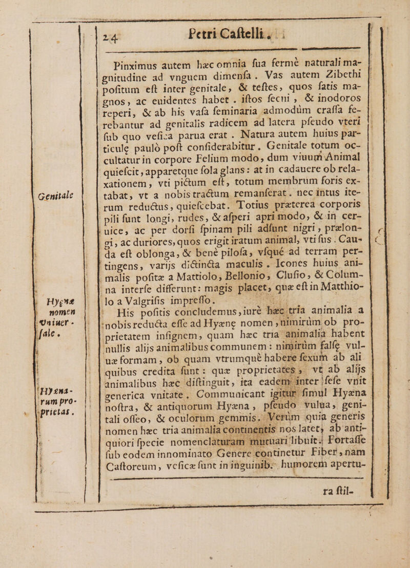 Pinximus autem hecomnia fua fermé naturali ma- gnitudine ad vnguem dimenfa. Vas autem Zibethi pofitum eft inter genitale, &amp; tefles, quos fatis ma- .gnos, ac euidentes habet . iftos feci , &amp; inodoros reperi, &amp; ab his vafa feminaria admodüm craffa fe- rebantur ad genitalis radicem ad latera pfeudo vteri fub quo vefica parua erat . Natura autem huius par- ticule pauló poft confiderabitur. Genitale totum oc- cultatur in corpore Felium modo, dum viuum Animal | quiefcit , apparetque fola glans: at in cadauere ob rela- xationem , vti pictum eft, totum membrum foris ex- tabat, vt a nobistracum remanferat. nec intus ite- - rum redu&amp;us, quiefcebat. Totius praterea corporis pili funt longi, rudes, &amp;afperi apri modo; &amp;in cer- | uice, ac per dorfi fpinam pili adfunt nigri , pralon- | gi, ac duriores, quos erigit iratum animal, vti fus . Cau- da eft oblonga, &amp; bené pilofa, víqué ad terram per- j ny; B o[loaValgniisimpmefioó - o e || momen : His pofitis concludemus,iuré hzc tría animalia a UsiuT- | |:nobisreduca effe ad Hyzne nomen, mirüm ob pro- | . | prietatem infignem, quam hec tria animalia habent | | nullis alijs animalibus communem: nimirüm falfe vul- | uz formam , ob quam vtrumqué habere fexüm ab ali. quibus credita funt: qux proprietates ; . vt ab alijs | animalibus hec diftinguit, ita eadem: inter jfefe vnit | generica vnitate, Commuaicant igitur fimul Hyzna |. noftra, &amp; antiquorum Hyxna, pfeudo vulua, geni- tali offeo, &amp; oculorum gemmis. 'üm quia generis nomen hxc tria animalia continentis nos latet, ab anti- quiori fpecie nomenclatu 1cuari libuit.) Portatfe | (ub eodem innominato Genere continetur Fibef,nam | Caftoreum, vcficz funt in inguinib. . humorem apertu- X ra fiil-