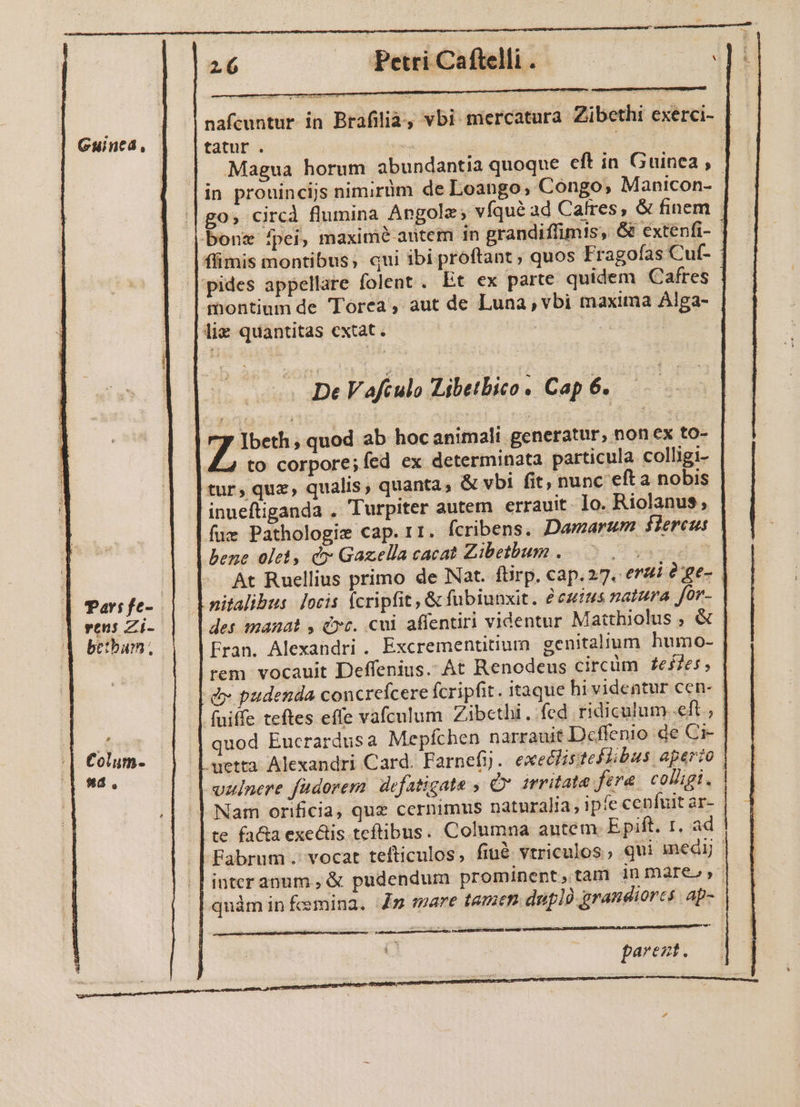 MENDES NNNM NM NM MM DEMNM MP dap : 16 —OPetriCafteli. —— du nafcuntur in Brafilia, vbi mercatura Zibethi exerci- tatur . | ive i^ | | | Magua horum abundantia quoque cft in Guinea , in prouinciis nimirüm de Loango, Congo, Manicon- ; | go» circà flumina Angolz; víqué ad Cafres, &amp; finem bons fpei, maxime autem 1n grandiffimis, &amp;G extenfi- flimis montibus, qui ibi proftant ; quos Fragofas Cuf- | pides appellare folent. Et ex parte quidem Cafres montium de 'Torca, aut de Luna, vbi maxima Alga- lix quantitas extat. UO Reus Tees | Guintd, De Vaftulo Libetbico. Cap 6..— y Ibeth, quod ab hocanimali generatur, non ex to- £L. to corpore;fed ex determinata particula colligi- tur, quz, qualis, quanta, &amp; vbi fit, nunc eft a nobis inueftiganda . Turpiter autem errauit. Io. Riolanus; | fue Pathologie cap. 11. (ícribens. Damarum $Liereus | bene olet, c Gazella cacat Zibetbum TY - At Ruellius primo de Nat. fürp. cap. 27. erui à ge- nitalibus locis fcripfit, &amp; fubiunxit. éezims natura Jor- des manat , (c. cui affentiri videntur Matthiolus , &amp; Fran. Alexandri . Excrementtium genitalium humo- | rem vocauit Deffenius..At Renodeus circüm £e57es, dx pudenda concrefcere fcripfit. itaque hivideatur cen- | fuiffe teftes effe vafculum Zibcthi , fed ridiculum eft , | quod Eucrardusa Mepíchen narrauit Dcffenio de Ci-- -wetta. Alexandri Card. Farnefy. exedlistefüibus aperio | valnere fudorem defatigate , Or irritata fere. colligi. - | Nam orificia, que cernimus naturalia, ipfe cenfuit ar- | te fa&amp;ta exe&amp;tis teftibus. Columna antem. Epift. I. ad. Fabrum. vocat tefticulos, finé vtriculos qui inedy.- interanum ,&amp; pudendum prominent, tam in mares, quàmin fcemina. 7 mare tamen dupl grandiorcs ap- iri Re MRNA DCN parezt. | Par:fe- | reus Zi- betbum , £ Colum- ^1 d,