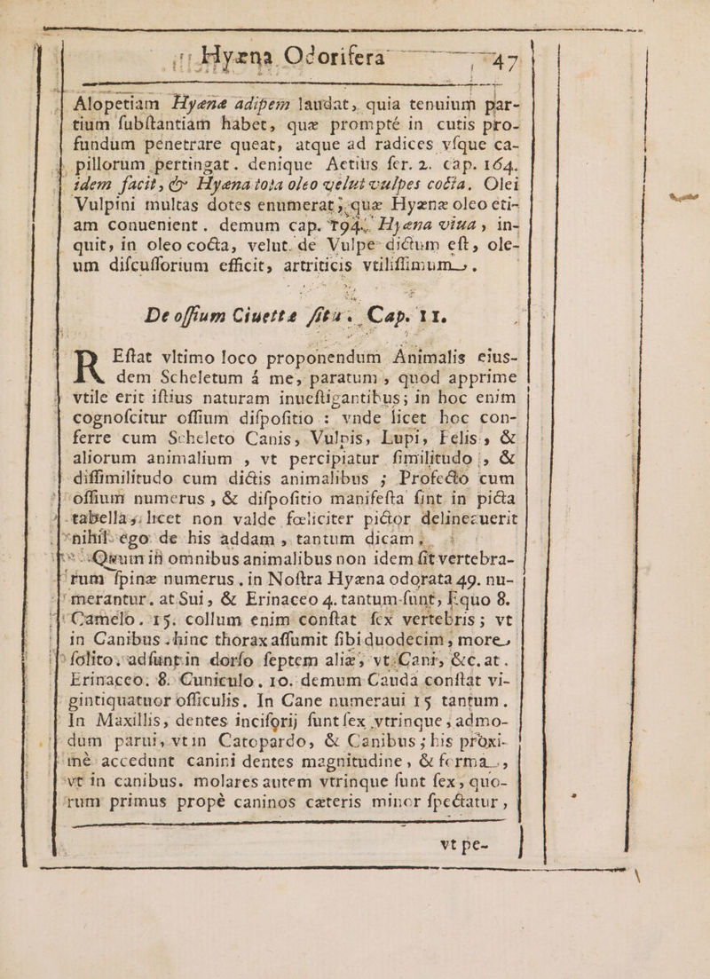 Pins - ipee T | Hyzna. Ocorifera Wu | fundum penetrare queat, atque ad radices víque ca- | pillerum pertingat. denique Actius fer. 2. cap. 164. | idem facit, c» Hyena tota oleo uelut vulpes cocía. Olei Vulpini multas dotes enumerat ;. que Hyzna oleo eti- am conuenient. demum cap. T9A. Hyena viua, in- , quit, in oleo coda, velut. de. Vulpe: dictum eft, ole- um difcufforium efficit, 4 artriticis villifümum.,. De offium Ciuette p ] TN 1r. Eflat vltimo loco. jroistbdurt diets eius- dem Scheletum 4 me, paratum , quod apprime vtile erit iftius naturam inucfligantibus; in boc enim cognofcitur offium difpofitio : vnde licet boc con- ferre cum Scheleto Canis, Vulvis, Lupi, Felis, &amp; aliorum animalium , vt percipiatur fimiilitudo |, &amp; diffimilitudo cum dicis animalibus ; Profedo cum '|offium numerus , &amp; difpofitio manifefta fint in picta -tabellas;licet non valde feliciter pi&amp;or delinezuerit EN ego. de his addam , tantum dicam, Quum ii omnibus animalibus non idem fit vertebra- 'fum fpine numerus. in Noftra Hyana odorata 49. nu- ^merantur. atSui, &amp; Erinaceo 4. tantum (unt, Equo 8. Camelo../15. collum enim conflat fcx vertebris; vt || 1n Canibus ; hinc thorax affumit fibiduodecim ; more. |; folito; adfunrin dorfo feptem aliz; vtiCanr, &amp;c.at. | Erinaceo. 8. Cuniculo . 10. demum Cauda conflat vi- -gintiquatuor officulis. In Cane numeraui 15 tantum. -]n Maxillis, dentes inciforij funt fex | vtrinque ; admo- | dum paru, vtin Catopardo, &amp; Canibus ; kis prxi- | mé accedunt. canini dentes megnitudine , &amp; ferma, vt in canibus. molares autem vtrinque funt fex ; quo- (rum primus propé « caninos cateris minor Pons prope cani Sus ininor Jpeiginto Lr e e p BANDES RP AED HEP CST Dt vt pe- -