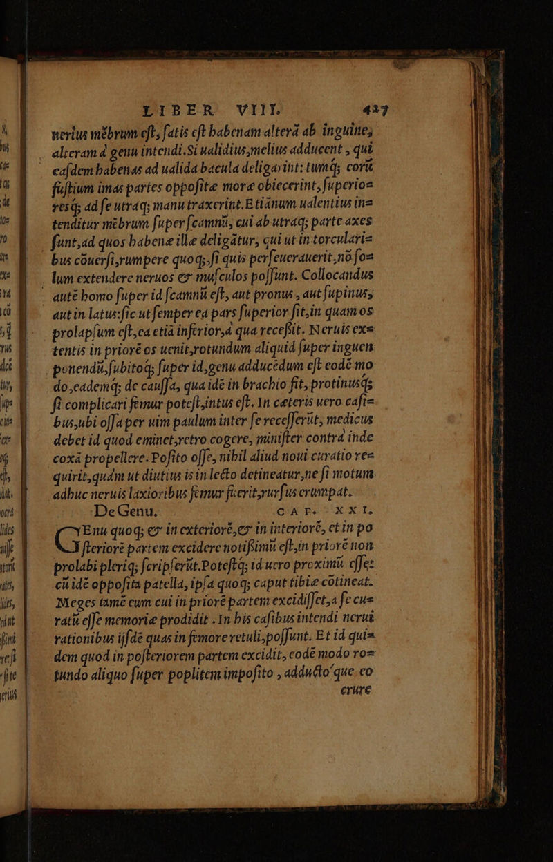 SERE Ea nun 2 od — LIBER VIIL nertus mébrum eft, fatis cft babenam altera ab. inguitte; alteram d genu intendi.Si walidius,melius adducent ; qui eafdem babenas ad ualida bacula deligarint: tmq; corit füftium imas partes oppofite more obiecerint, fupcrios 656; ad fe utraq; manu traxerint.Etianum ualentius ine tenditur mibrum fuper fcamnu, cui ab utraq; parte axes — fünt;ad quos babene ille deligatur, qui ut in.torcularta ' bus couerfi,rumpere quoq;.fi quis perfeuerauerit;no fou . lum extendere neruos e mufculos pofjunt. Collocandus - &uté bomo fuper id fcamni eft, aut pronus , aut Jupinuss aut in latu:fic ut femper ea pars fuperior fit,in quam os prolapíum cfe,ea etia inftrior,d qua recefsit. Neruis exe tentis in prioréos ucnit,rotundum aliquid fuper inguen ponendit,fubitoq; fuper id,genu adduccdum eJt codé mo do,cademá; de caufJ, qua idé in brachio fit, protinusqs fi complicari femur poteft,intus eft. 1n ceteris uero caft- bus;ubi o[fa pev uim paulum inter fe vece[Jerüt, medicus debet id quod eminet,retro cogere, minifter contr ide coxá propcllere. Pofito offe, nibil aliud noui curatio ree quirit,quam ut diutius isin lecto detineatur,ne Jt motum. adbuc neruis laxioribus femur fierit,ruvfus erumpat. DeGenu. Qi Bex X f p quoq; €? in exterioré, ez in interioré, et in po NJ flerioré partem exciderc notifsimü efL,in prioré non prolabi pleriq; fcvipferit.Poteftq; id ucro proximi cfJez citidé oppofita patella, ipfa quoq; caput tibie cotineat. Meoes tamé cum cui in priore partem excidifJet,a fe cu» rati effe memorie prodidit .1n bis cafibus intendi nerut vationibus ijfde quas in femore retuli; pofJunt. Et id quis dem quod in pofteriorem partem excidit, codé modo roe tundo aliquo fuper poplitem impofito , addutto'que. co | crure