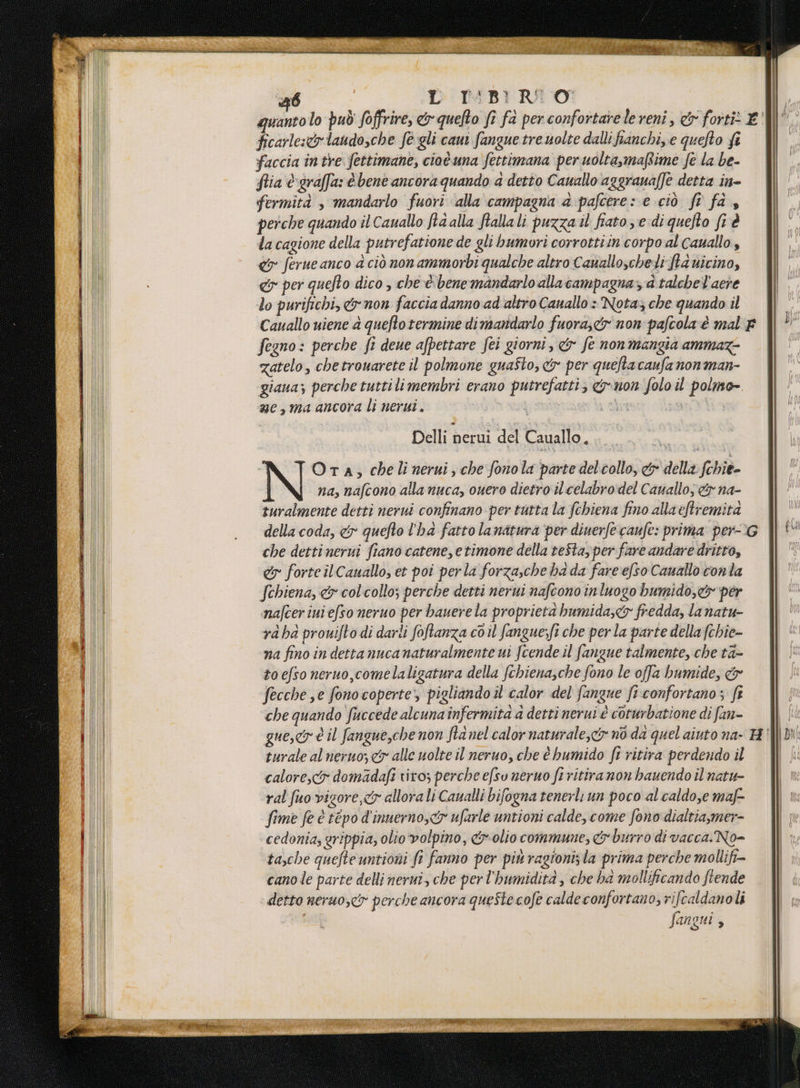 quanto lo può foffrire, &amp; quefto fr fà perconfortarele reni, &amp; forti: E ficarle:&amp;rlaudo,che fe gli caui fangue treuolte dalliftanchi,.e quefto fi faccia în tre fettimane, ciot.una fettimana per uoltasmaRime fe la be- fia ©graffa: è bene ancora quando a detto Cauallo aggraua/]e detta in- fermità , mandarlo fuori ‘alla campagna a:pafcere: e ciò ft fa 4 perche quando il Cauallo ftaalla fiala li puzza il fiato; e di quefto fi è da cagione della putrefatione de gli bumori corrottiin corpo al cauallo, &amp; ferue anco 4 ciò nonammorbi qualche altro Canallo;cheti fia vicino, &amp; per quefto dico , che è benemandarlo alla campagnaz a talchel’aeve lo purifichi, &amp;non faccia danno ad altro Canallo : Nota; che quando il Cauallo uiene a queftotermine dimandarlo fuora,&amp; non'pafcola è mal F Segno: perche fi deue afpettare fei giorni, &amp; fe nonmangia ammaz- gatelo, chetrouarete il polmone guafto, x per quefta caufa nonman- giaua; perche tutti limembri erano putrefatti, non folo il polmo- me,ma ancora li nerui. coba è Delli nerui del Cauallo. De OtTA,; chelinerui, che fonola parte del collo, &amp; della fohie- na, nafcono alla nuca, ouero dietro il celabrodel Canallo; &amp;r na- turalmente detti nerui confinano per tutta la fchiena fino alla eftremita della coda, &amp; quefto l'ha fatto lanatura per diuerfecaufe: prima per-G che dettinerui fiano catene, etimone della teSta, per fare andare dritto, &amp; forte ilCauallo, et poi perla forzasche ha da fare efso Canallo conta Schiena, &amp; colcollo; perche detti nerui nafcono inluogo bumido,&amp; per nafcer ini efso neruo per bauerela proprietà bumida;<&amp;y fredda, la natu- ra ha prouifto di darli foftanza cò il fangue:ft che perla parte della fchie- na fino in dettanucanaturalmente ui fcende il fangue talmente, che ta- to efso neruo,comelaligatura della fchiena,che fono le offa bumide, &amp; fecche e fonocoperte> pigliando il calor del fangue fi.confortano ; fi che quando fuccede alcuna înfermita a detti nerui è coturbatione di fan- que,cy è il fangue,che non fia nel calor naturale, no da quel aiuto na- turale al neruo, <&amp; alle uolte il neruo, che è bumido ft ritira perdendo il calore,cr domadafi tivo; perche efso neruo fi ritira non hauendo il natu ral fuo vigore,cr allora li Caualli bifogna tenerli un poco al caldo,e maf- fime fe è tépo d'inuerno,<5 ufarle untioni calde, come fono dialtia,mer- cedonia, grippia, olio volpino, &amp;r-olio commune, &amp; burro di vacca. No= tasche quefte untioni fi fanno per più ragioni; la prima perche mollifi- canole parte delli nerni, che perl’humidità , che ba mollificando ftende ‘ detto neruo,<&amp;» perche ancora questecofe calde confortano; rifcaldanoli fangui ,