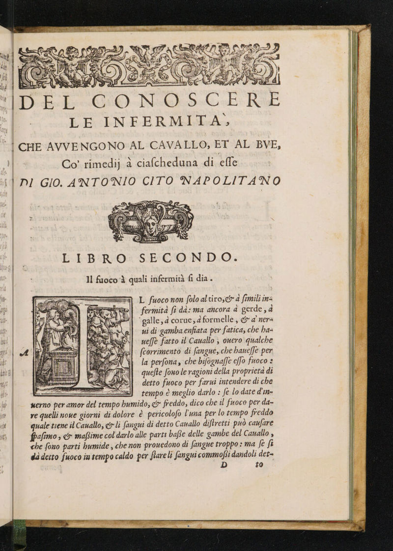 Hi | % x A (0,70 A: GIO Sett hi: | Me ;p ti E IMRE: S di SA AE SPE: n d ì = 3 SIAE ZI ol \ O 3 o ia È LA t12 SEE =d ;=<i Ciz YU IM SITI E I vi 7 TOS SÌ 3 i) Ta È È È i CW = ln è siria | $ ùta Dbubir@i©. Nek SG Rab LE INFERMITA, | CHE AVVE NGONO AL CAVALLO, ET AL BVE, i Co’ rimedij 2 ciafcheduna di effe i DI GIO. ANTONIO CITO NAPOLITANO LIBRO SECONDO. Il fuocorà quali infermità fi dia. L fuoco non folo altiro,e&amp;r a fimili in= fermita fi da: ma ancora a gerde , d ‘galle, d corue, d formelle, &amp; a ners ui di gamba enfiata per fatica, che ha- uelfè fatto il Cauallo ; ouero qualche (corrimento di fangue,che baueffe per la perfona, che bifognaffe e[fo fuoco : quefte fonole ragioni della proprieta di detto fuoco per farui intendere di che tempo è meglio darlo : fe lo date din» do, cy freddo, dico che il fuoco per da-