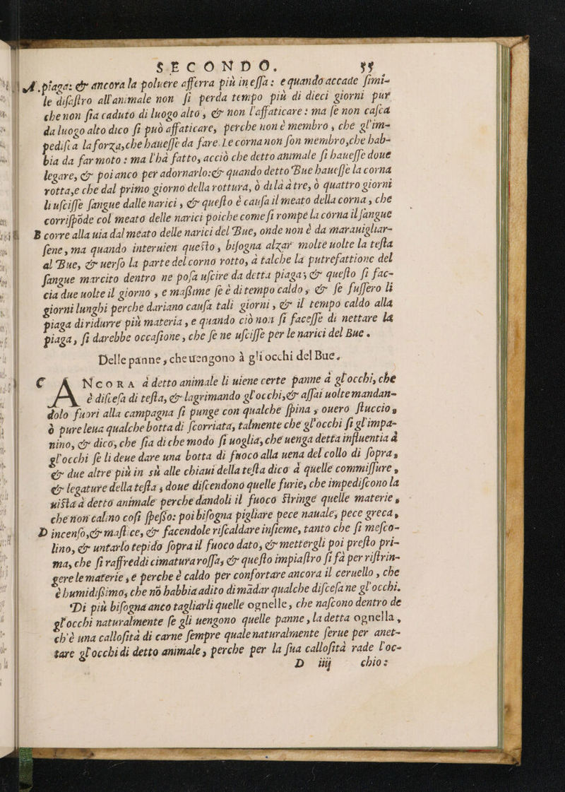 Î A, E. LI . sh BE i N MA N 2 art x - - iii uu! a pa TIA CRIS e sdrc Reit SE GON DO. dif gr Fare? Toga + le difeftro all'animale non fi perda tempo più di dieci giorni pur chenon fia caduto di luogo alto, &amp; non l'affaticare ma fe non cafca da luogo alto dico fi può affaticare, perche non è membro s che gl'im- pedifta la forza,che haue[]è da fare. Le corna non fon membro,che hab- bia da farmoto : ma l'ha fatto; acciò che detto animale ft haueffe doue legare, <&amp;y poi anco per adornarlo:<y quando detto Bue hauefe la corna rotta,e che dal primo giorno della rottura, ò dila d tre, 0 quattro giornt liufciffe fangue dalle narici s &amp; quefto é canfailmeato della corna , che corrifpode col meato delle narici poiche come fi rompe la corna il fangue fene, ma quando interuien questo, bifogna alzar molte uolte la tefta al Bue, < uerfo la parte del corno rotto, a talche la putrofattione del Sangue marcito dentro ne pofa ufcire da detta piaga; &amp; quefto fi fac- cia due uolte il giorno s e mafRime fé è ditempo caldo s &amp; fe fuffero li giorni lunghi perche dariano caufa tali giorni , &amp; il tempo caldo alla piaga di ridurre più materia, e quando ciò non fi faceffe di nettare la piaga, fi darebbe occafione , che fe ne ufciffe per le narici del Bue + Delle panne; cheuengono à gliocchi del Bue.. è difcefa di tefta, &amp;lagrimando gl'occhi,&amp; affai uoltemandan- dolo fuori alla campagna fi punge con qualche fpina s ouero fucciog ò pureleua qualche bottadi fcorriata, talmente che gl'occhi fi gl'impa- nino, cy dico, che fia di che modo fi uoglia, che uenga detta influentia &amp; glocchi fe li dene dare una botta di fuoco alla uena del collo di fopra, e due altre più in st alle chiaui della te/ta dico a quelle commiffure , ey legature della teffa; doue difcendono quelle furie, che impedifcono la uifta dà detto animale perche dandoli il fuoco Stringe quelle materie che non calino cofî fpefto: poi bifogna pigliare pece nauale; pece greca, lino, &amp;x untarlo cepido fopra il fuoco dato, &amp;mettergli poi prefto pri- ma, che fi raffreddi cimaturaroffas &amp; que fto impiaftro fi fa per riftrin- gere le materie € perche è caldo per confortare ancora il ceruello , che è bumidifimo; che nò habbia adito dimadar qualche difcefa ne gl’occhi. ‘Di più bifogna anco tagliarli quelle ognelle, che nafcono dentro de locchi naturalmente fe gli uenzono quelle panne, ladetta ognella, ch'è una callofità di carne fempre quale naturalmente ferue per anet- sare gl'occhidi detto animale, perche per la fua callofità rade l'oc- D iij chio: