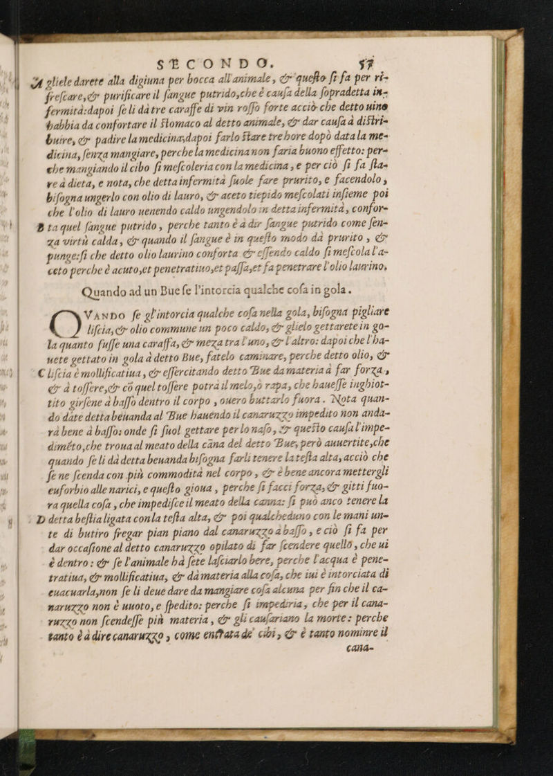 frefcare, o purificare il fangue putrido,che È caufa della fopradetta in- fermità:dapoi fe li datre caraffe di vin roffo forte acciò che detto uno bahbia da confortare il Stomaco al detto animale, &amp; dar caufa a diftri= buire, ty padire lamedicina;dapot farlo fare trebhore dopò datala me- dicina, fenza mangiare, perche lamedicina non faria buono effetto: per che mangiando il cibo fi mefcoleria con la medicina; e per ciò fi fa fia- ve à dieta, e nota, che detta infermita fuole fare prurito, € facendolo ; bifogna ungerlo con olio di lauro, 4 aceto t1epids mefcolati infieme poi che l'olio di lauro uenendo caldo ungendolo in detta infermità, confor= rai Pi za virtù calda, &amp; quando il fangue è tn quefto modo da prurito è &amp; punge:fi che detto olio laurino conforta «&amp; effendo caldo ft mefcola l’a- ceto perche è acuto,et penetratimoset paffaset fa penetrare l'olio laurino, 74 Quando ad un Buefe l’intorcia qualche cofa in gol è lifcia, ci» olio commune un poco caldo, &amp; glielo gettaretein go- la quanto fuffe una caraffa, &amp; mezatra! uno, &amp;! altro: dapoi che l'ha- uete gettato in gola d detto Bue, fatelo caminare, perche detto olio, € Vanno fe gl'intorcia qualche cofa nella gola, bifogna pigliare = &amp; è toffere,cy cò queltoffere potrai melo,o rap2, che bauef]e inghiot- tito girfene a baffo dentro il corpo , ouero buttarlo fuora. Nota quan- do dite dettabéianda al Bue hauendo il cansruzzo impedito non anda- rà bene è baffo: onde fi fuol gettare perlonafo, 7 questo caufal'impe- dimtto,che troua al meato della cana del detto Bue, però auuertite,che quando fe li dà detta benanda bifogna farli tenere latefta alta, acciò che fene fcenda con più commodità nel corpo , &amp; é bene ancora mettergli euforbio alle narici, e queto giona , perche fi facci forza, &amp; gitti fuo- raquella cofa , che impedifce ilmeato della canna: ft può anco tenere la edu te di butiro fregar pian piano dal canaruzzo a baffo ; € ciò fi fa per dar occafione al detto canaruzzo opilato di far fcendere quello , che ui è dentro : &amp;r° fe l’animale hà fete lafciarlo bere, perche l'acqua è pene- tratina, tr mollificativa, &amp; di materia alla cofa, che ini è intorciata di cuacuarla,mon fe li deue dare da mangiare cofa alcuna per fin che il ca- naruzzo non è unoto, e fpedito: perche fi impediria; che per il cana- YUZZO NON Scendeffe più materia , &amp; gli caufariano la morte: perche tanto è dire canaruzzo > come entfata dé ci, &amp; È tanto nominre îl calde