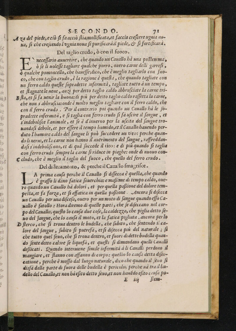 | c| SE CIO:N DO. 71 ua, fi che crefcendol'ugnianoua fi purificarail piede, &amp; fi fortificara, Del taglio crudo, òconil fuoco. \ neceffario anuertire, che quando un Cauallo ha una poStemma, ò fe li uoleffe tagliare qualche porro. ouero carne delli garrefi è qualche pomoncello, che haueffesdico, che è meglio tagliarlo con fuo- co, che contaglio crudo , È la ragione è quelta, che quando tagliate con un ferro caldo quefte fopradette infermità, tagliate tutto a un tempo, et ftagnateleuene s anzi per detto taglio caldo abbrufciate la carne tri- che non s abbrufciasonde è molto meglio tagliare con il ferro caldo, che con il ferro crudo . Per ilcontrario poi quando un Cauallo ba le fo- radette infermita , e fi taglia con ferro crudo fi fa ufcire il fangue , et s'indebolifce l'animale , et fe è d'inuerno per la ufcita del fangue tro- uandofi debole, et per effere il tempo bumidosetil Cavallo hauendo per- duto l'humore caldo del fangue li può fuccedere un tiro: perche quan do li nermyet la:carne non hanno il nutrimento del fangue , raffreddan- dofi sindebolifcono, et di qua fuccede il tiro: e di più quando fi taglia con ferro crudo femprela carne fi riduce in piaghe: onde di nuouo cone Del dilecameoto, &amp; perche il Cauallo {magrifce. Ds prima caufa perche il Cauallo fi diffecca è que$ta, che quando è graffo li dano fatica fouerchia: e maftime di tempo caldo, oue- ro quandoun Cauallo ba dolori , et per quella paftione del dolore tem- pesta,et fa forza; et fi affatica in quella pafione . Ancora fi difecca un Canallo per unadifcefa, ouero per unmoto di fangue quando e/fo Ca- ‘uallo è fatollo * Hora.diremo di quelle parti, che fedifeccano nel cor- po del Cauallo; quefto lo caufa due cofe,lacaldezza, che piglia detto fe- uo del fangue,:chelo caufa il‘ moto, et la fatica pigliata ancora perlo lore del fangue Subito fi putrefa, etfi difecca più del naturale ; fè che tutto quel feuo,che fi troua dentro,et fuori didettebudella quan- ‘do fentedetto calore fe liquefa, et quefti fi dimandano quelli Caualli deficati. Quando intermene fimile infermita ali Canalli perdono il mangiare , et Stanno con affanno di corpo: quesio lo caufa detta difec- catione , perche è moffo dal luogo naturale ».dico.che quando il feuo ft disfa dalla parte di fuora delle budella è pericolo; perche ud tra il bu- dello del Canallo,et non baefito detto fenosetmon bauédo efito caufa po-