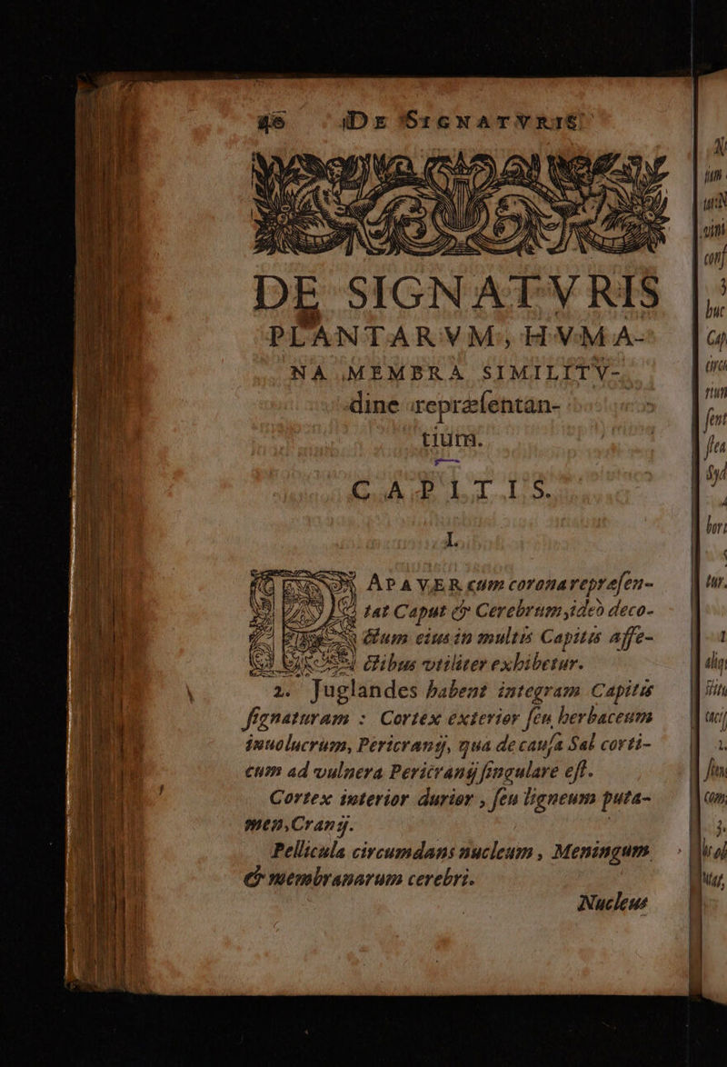 iDr'Sr:zcNATYRIÉ DE SIGNAT VRIS PPANTARVM; HVMA- | (4 NA MEMBRA SIMILITY- ps : kia. ru dine :reprzfentan- | ii  ! I tUm. | [7 XT ( Tu nm Ed Ub. sul sla» E. | ' LZ Dd J. | ui »* A KO ESOS APA VER cim coranaveprefen- [ ur. du 35. | » |o tat Caput e Cerebrumyideodeco- -— | yis E AS 2 N Gum ciusin multis Capitis affe-.— pi: 1m des Gibums vtiliter exhibetur. Ij alin HUS END E Hv. Th i . Juglandes babeat integram Capitis | jit ADR f£ DRAN. : Cortex exterior fen berbaceum. — que, MN inuolucrum, Pericrans, qua decau/a Sal corti- , €um ad vulnera Pericrant) fingulare eff. | Cortex iuterior durior , feu ligneum puta- | men,Cranz j. Pelicula circumdans nucleum, Meningum — | m | C membranarum cerebri. Nucleus