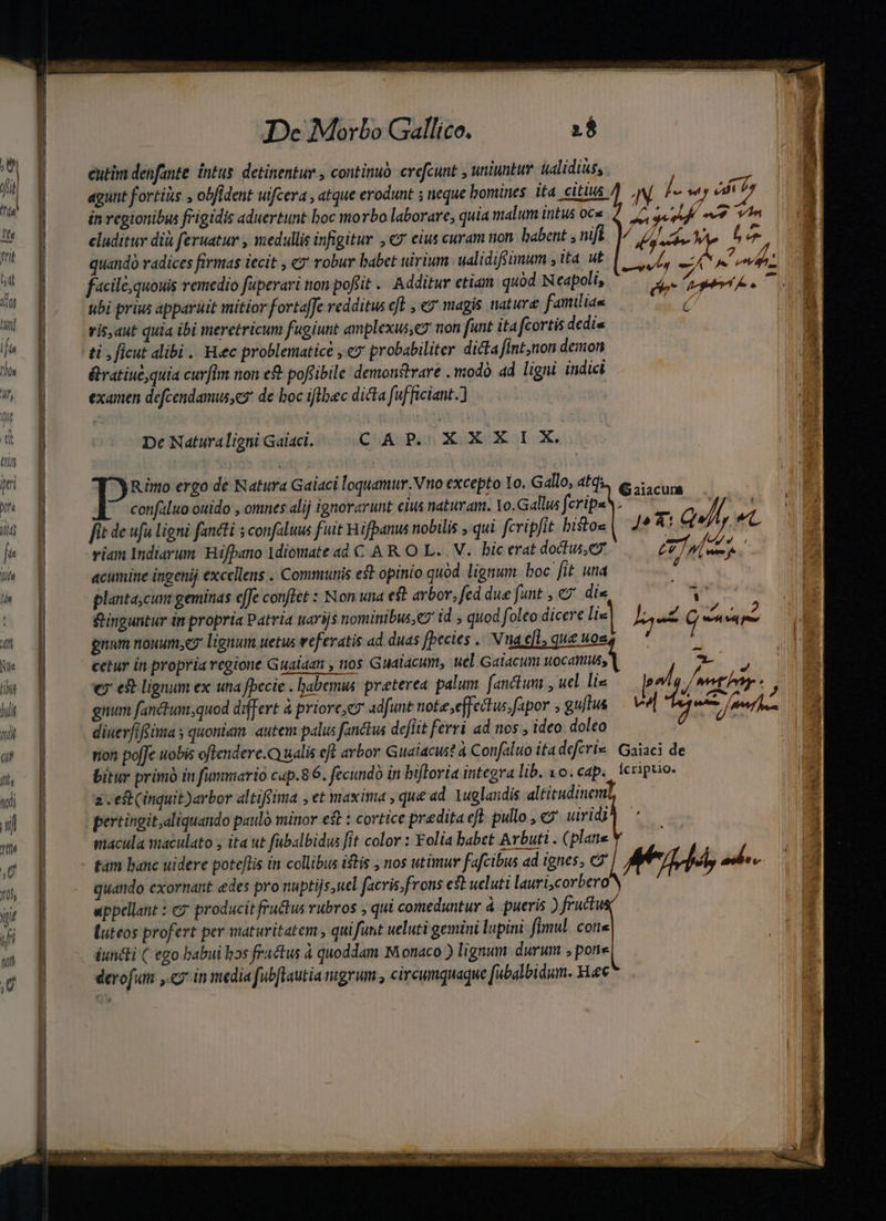 SDe Morbo Gallico. 2$ | | eutim denfante. intus. detinentur , continuo. crefcunt uniuntur. ualidius, agunt fortis , obfident ufcera , atque erodunt ; neque bomines ita citius ] jo vag et Uy ; in regionibus frigidis aduertunt boc morbo laborare, quia malum intus oce yopop 4 eluditur dia feruatur , medullis infigitur , €» eius curam non. habent , nfi don Ve b ou quando vadices firmas iecit , 9 robur babet uirium ualidifoümum , iab f, rc nv facile, quouis remedio fuperari non pofsit . Additur etiam quód Neapoli, plo ITA, ubi prius apparuit mitior fortaffe redditus efl , €? magis nature familias ano vis,aut quia ibi meretricum fugiunt amplexus? non funt ita fcortis dedi ti , ficut dibi . Haec problematice , ey probabiliter dicta fint,non demon &amp;ratiué,quia curfIm non ef poftibile demonstrare . modó ad ligni indici examen defcendamus,es de boc iflbec dicta fufficiant.] De Natura ligni Galaci. CAP. XXXIX. To. ergo de Natura Gaiaci loquamur.Vno excepto 10. Gallo, 4tdi.. € cura confaluo ouido , omnes alij ignorarunt eius naturam. Yo.Gallus feripsN.— — 7a [it de ufu ligni fancti s confaluus fuit Viifpanus nobilis , qui fcripfit histos |. 7* 3: G^ An viam Indiarum. Hifpano Idiomate ad C A R.O L.. V. bic erat doctus, LET de acumine ingenij excellens . Communis est opinio quód lignum boc fit una  plantacum geminas effe conftet : Non una est arbor, fed due funt , &amp;7 dis ; als &amp;inguntur in propria Patria uarijs nominibus,e7' id , quod foleo dicere lix) a Gg AMAT gnam nouum,c7 lignum uetus weferatis ad. duas [pecies ./ Na e[l, que wos cetur in propria regione Gualaan , nos Gualacum, uel Galacum uocamus, 2. dosi € e lignum ex una fpecie . babemus. preterea palum. [anctumi , ucl lie pol. P GE gnum fanctum;quod differt à priore,ez 4dfunt note effectus; fapor , guítus vl em pm, d diuerfiffüma s quoniam autem palus fanctis defiit ferri ad nos , ideo: doleo rion poffe uobis ofendere.C ualis eft arbor Guaiacust à Confaluo ita defcri«. Gaiaci de bitur primo in fummario cup.86. fecundo in bifloria integra lib. vo. cap. Ícriptio. à eft (inquit )arbor altifsina , et maxima , que ad. 1uglaidis altitudinem pertingit,aliquando paulo minor e$t : cortice predita eft. pullo , &amp; uiridi macula maculato , ita ut fubalbidus [it color : Folia babet Avbuti . platte t4m banc uidere poteflis in collibus istis , nos utimur fafcibus ad ignes, C ^ quando cxornant edes pro nuptijs,uel facris;frons est ueluti lauri,corbero uppellant : cz producit fructus rubros , qui comeduntur à. pueris ) frui luteos profert per maturitatem , quifunt ueluti gemini lupini fimul. cote dundli ( ego babui hos fractus à quoddam Monaco ) lignum. durum , pone derofum ,.cy in media fubflautia mgrum, circumquaque [ubalbidum. sie Me