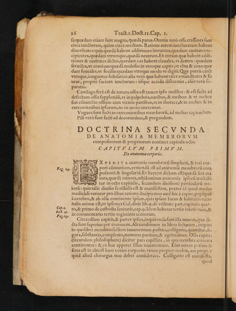 216 Tra&amp;.r.Do&amp;.rr.Cap, r. fa:quzdam ctiam funt magna, quzdá parua.O mnia veró offa craffiora funt circaiuncturam, quàm circa medium. Ratione autem iuncturarum habent diuerfitates:quia quzdà habent additiones intrantes,quzdam cauitates re- cipientes,quzdam vtrumque,quzdà neutrum.Et eorum qux habent addi- tiones &amp; cauitates dictas, quzdam eas habent clauales, vt dentes : quedam feratiles,vt cranium:quadà nodofas in vtroque capite,vt vIna &amp; coxa:que dam foucales,vt focilia:quadam vtroque modo vt digiti.Quz porro carét vtroque,iunguntur Íolidatiué:alia veró quz habenttales rotunditates &amp; fo ueas , proprie faciunt iun&amp;uram : iifque accidit diílocatio , aliis vero fc- paratio. Cartilago fere eft de natura offis:eft tamen ipfo mollior: &amp; eft facta ad - defe&amp;um offis fupplendü,vt in palpebris,naribus, &amp; auribus: &amp; vt melior fiat cóiunctio offtum cum vicinis partibus,vt in thorace, &amp; in anchis: &amp; 1n extremitatibusipforum,ne in motu atterentur. : Vngues funt factiin extremitatibus membrorü, ad melius capiendum. te) Pili veró funt facti ad decorandum,&amp; purgandum. DOCTRINA SECUNDA DE ANATOMIA MEMBRORVM compofitorum &amp; propriorum continct capitula OCUO. CuUMLP LT ULIS JPRILAMF. M, De anatomia Cor ports, » A P à - aw. uM 4 2 DR z ess , e ee : : PU.  TOU * — —— 3s AES E nmm A A rae RTI n-eem m Eas EB - «n ne 7 e DE - — E rur er edd m MADE MET LI A - - B E -iexe EX Qus — cM ramuli t Mr ap sanc e WA ETUR Qc 606 EE URop IE0 n PERACOR. v- AT NE MEE. P T - E cef S 2 S pe uere cru a peni * z: i RE e TERM . LL EE RN MR LCEUR [x Ed: EET: 3 Ems d ERLCOP US TON TUA, * ») XPEDIT Aanatomia membrorü fimpliciü, &amp; toti cor- 4 pori comunium,veniendü eftad anatomià membrorü com e i zo occa E, in commentario tertio regiminis acutorum. Circa ollam capitis, &amp; partes ipfiusjinquirenda funt illa nouem;quz di- Ca funt fuperius per comment. Alexandrinum in libro fectarum , in quiri in quolibet membro:fcilicet iuuamentum,pofitio,colligatio, quantitas,fi- M gura;fubftantia,complexio,numerus partium, &amp; egritudines. Olla capitis Ll (ecundum philofophum) dicitur pars capillata , in qua membra animata E . continentur: &amp; ex hoc apparct illius iuuamentum.. Eiusautem pofitio &amp; EB fitus eft in altiori loco totius corporis: vtrum propter oculos, aut propt.r quid aliud chirurgus non debet confiderare. Colligatio eft manifefta,