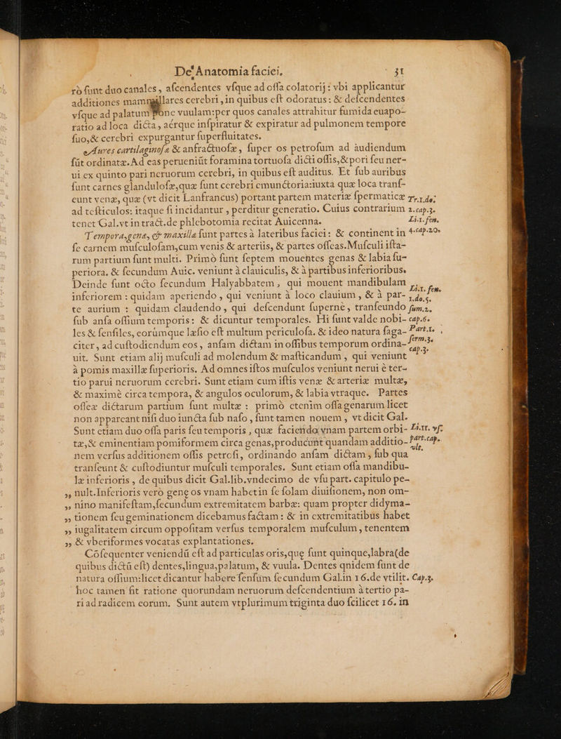 ri funt duo canales , afcendentes vfque ad offa colatorij : vbi applicantur Additiones mamtgillarcs cerebri ,in quibus eft odoratus: &amp; deícendentes víque ad S UW- vuulam:per quos canales attrahitur fumida euapo- ratio adloca di&amp;a, aérque infpiratur &amp; expiratur ad pulmonem tempore fuo,&amp; cercbri expurgantur fuperfluitates. e, Aures cartilaginof a &amp; anfractuofz, fuper OS petrofum ad audiendum füt ordinatz. Ad eas perueniüt foramina tortuofa dicti offis,&amp;pori feu ner- ui ex quinto pari ncruorum cerebri, in quibus eft auditus. Et fub auribus funt carnes glandulofz,que funt cerebri cmunctoria:iuxta quz loca tranf- eunt veng, quz (vt dicit Lantrancus) portant partem materiz fpermaticz m, y q,; ad tefticulos: itaque fi incidantur , perditur generatio. Cuius contrarium 2.a5.,. tenct Gal.vtin tract.de phlebotomia recitat Auicenna. Li. fen, T empora,gette, ef maxilla funt partes à lateribus faciei: &amp; continent in 4«C4p. 208 fe carnem mufculofam,cum venis &amp; arteriis, &amp; partes offcas.Mufculi ifta- rum partium funt multi. Primó funt feptem mouentes genas &amp; labia fu- periora. &amp; fecundum Auic. veniunt à clauiculis, &amp; à partibusinferioribus. Deinde funt o&amp;o fecundum Halyabbatem, qui mouent mandibulam yi inferiorem : quidam aperiendo , qui veniunt à loco clauium , &amp; à par- I te aurium : quidam claudendo, qui defcendunt fuperne , tranfeundo f,5.;, fub anfa offium temporis: &amp; dicuntur temporales. Hi funt valde nobi- ceps. les &amp; fenfiles, corümque Izfio cft multum periculofa. &amp; ideo natura fga-hR citcr, ad cuftodiendum eos , anfam dictam in offibus temporum ordina- 73 uit. Sunt etiam alij mufculi ad molendum &amp; mafticandum , qui veniunt py à pomis maxillz fuperioris. Ad omnes iftos mufculos veniunt nerui é ter- tio parui neruorum cerebri. Sunt etiam cum iftis vene &amp;arterie multe, &amp; maximé circa tempora, &amp; angulos oculorum, &amp; labia vtraque. Partes offex dictarum partium funt multe : primó ctenim offagenarum licet on apparcant nifi duo iun&amp;a fub nafo ,funttamen nouem, vtdicit Gal. Sunt etiam duo offa paris feu temporis , que facienda vnam partem orbi- £r. yf. tz,&amp; eminentiam pomiformem circa genas,producufit quandam additio- Ps e nem verfus additionem offis petrcfi, ordinando anfam dicam, fub qua — ' tranfeunt &amp; cuftodiuntur mufculi temporales. Sunt etiam offa mandibu- Ix inferioris , de quibus dicit Gal.lib.yndecimo de vfu part. capitulo pe- ,, nult.Inferioris vero gene os vnam habetin fe folam diuifionem, non om- ,, nino manifeftam,fecundum extremitatem barbz: quam propter didyma- » tionem fcu geminationem dicebamus factam: &amp; in extremitatibus habet » iugalitatem circum oppofitam verfus temporalem mufculum , tenentem » &amp; vberiformes vocatas explantationes. Cófequenter veniendü eft ad particulas orís,que funt quinque,labra(de quibus di&amp;ü eft) dentes,lingua, palatum, &amp; vuula. Dentes qnidem funt de natura offium:licet dicantur haberefenfum fecundum Galin 1 6.de vtilit. Caj.3. hoc tamen fit ratione quorundam neruorum defcendentium à tertio pa- riadradicem eorum, Sunt autem vtplurimum triginta duo Ícilicet 16. 1n