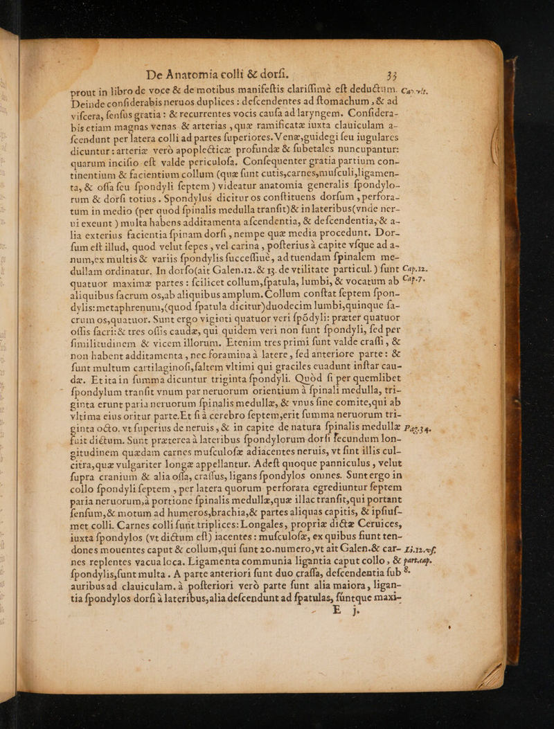 —————————————————————— RE ——  — o s De Anatomia colli &amp; dorf. 33 Deinde confiderabis neruos duplices : defcendentes ad ftomachum,&amp; ad. vifcera, fenfus gratia : &amp; recurrentes vocis caufa adlaryngem. Confidera- bisctiam magnas venas &amp; arterias , quz ramificatz iuxta clauiculam a- fcendunt per latera colli ad partes fuperiores. V ene,guidegi feu iugulares dicuntur:arterim veró apople&amp;tice profundz &amp; fübetales nuncupantur: quarum incifio eft. valde periculofa. Confequenter gratia partium con- tinentium &amp; facientium collum (qua funt cutiscarnes,mufculi,ligamen- ta, &amp; offa feu fpondyli feptem ) videatur anatomia generalis fpondylo- rum &amp; dorfi totius. Spondylus dicitur os conftituens dorfum , perfora- tum in medio (per quod fpinalis medulla tranfit) &amp; inlateribus(vnde ncr- uiexeunt ) multa habens additamenta afcendentia, &amp; defcendentia,;&amp; a lia exterius facientia fpinam dorfi , nempe quz media procedunt. Dor- fum eit illud, quod velut fepes , vel carina , pofteriusà capite víque ad a- num,ex multis &amp; variis fpondylis fucceffiué, ad tuendam fpinalem me- dullam ordinatur. In dorfo(ait Galen.12. &amp; 13. de vtilitate particul.) funt Cap.2. quatuor maxim partes: fcilicet collum,fpatula, lumbi, &amp; vocatum ab €t7- aliquibus facrum os,ab aliquibus amplum. Collum conftat feptem fpon- dylis: metaphrenunm, (quod fpatula dicitur)duodecim lumbi,quinque fa- crum os,quatuor. Sunt crgo vigtoti quatuor veri fpodyli: prater quatuor offis facri:&amp; tres offis caudz, qui quidem veri non funt fpondyli, fed per fimilitudinem &amp; vicem illorum. Etenim tres primi funt valde craffi , &amp; non habent additamenta , nec foramina à latere , fed anteriore parte: &amp; funt multum cartilaginofi,faltem vltimi qui graciles euadunt inftar cau- da. Etitain fumma dicuntur triginta fpondyli. Quód fi per quemlibet fpondylum tranfit vnum par neruorum orientium à fpinali medulla, tri-- ginta erunt paria neruorum fpinalis medullz, &amp; vnus fine comite,qui ab vltima eiusoritur parte.Et fià cerebro feptem,erit fumma neruorum tri- ginta octo. vt fuperius de neruis, &amp; in capite de natura fpinalis medullz pa; ;,, fuit ditum. Sunt praterea à lateribus fpondylorum dorfifecundumlon- ' eitudinem quadam carnes mufculofz adiacentes neruis, vt fint illis cul- citra,quz vulgariter longa appellantur. Adeft quoque panniculus , velut fupra cranium &amp; alia offa, craífus, ligans fpondylos omnes. Suntergo in collo fpondyli feptem , per latera quorum perforata egrediuntur feptem paria neruorum,à portione fpinalis medullz,qua illac tranfit,qui portant fenfum,&amp; motum ad humeros,brachia,&amp; partes aliquas capitis, &amp; ipfiuf- met colli. Carnes colli funt triplices: Longales, propriz dictz Ceruices, iuxta fpondylos (vt dictum cft) iacentes : mufculofz, ex quibus fiunt ten- dones mouentes caput &amp; collum;,qui funt 20.numero,vt ait Galen.&amp; car- zj.1.f. nes replentes vacua loca. Ligamenta communia ligantia caput collo , &amp; part«ap.. fpondylis,funt multa . A parte anteriori funt duo craffa, defcendentia fub * auribusad clauiculam.à pofteriori veró parte funt alia maiora, ligan- tia fpondylos dorfià lateribus; alia defcendunt ad fpatulas, füntque maxi- ]*