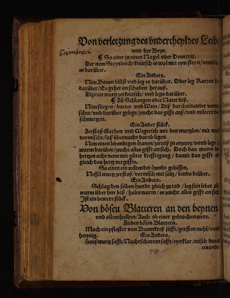 Von belerzungdeoönderchepldeb Leibe 7 160 Me 1 gierulrtei vnd der Beyn. 2 ee U So einer in einen Nagel oder Doꝛn trit. . 0 . e ee ER es darüber. um) Ein Anders. 1 55 , 5 Nim Bonen bluͤſt vnd leg es darüber. Oder leg Ratten J W darüber / Es gehet on ſchaden herauß. | Id Diptan wurtz zerknitſch / vnd legs darüber. 1 € ů Schlangen oder Nater biß. Nim fliegen / butter vnd Wein / Diß durcheinander verm. e ! ſchet / vnd darüber gelegt / zeucht das gift auß / vnd miltert e e 2 ll | e „ Ein Ander ſtäck. Aa D erſtoß Garben vnd Wegerich mit den wurtzlen / mit wei gi 1 vermiſcht / laß übernacht dar ob ligen. 11 Nim einen lebendigen anen / zerꝛeiß in enzwey / vnnd 1g! ul I | warm darüber / zeucht alles gifft an ſich. Doch das mann de IN bergen acht neme mit gůter krefftigung / damit das gifft ui N Hi, gleich das bag vergite. . ä So einen ein wuͤtender hunde gebiſſen. 0 1 Sn Neſſel wurtz zerſtoß / vermiſch mit ſaltz / binds drüber... I Ein Anders. Ef an ul Schlag den ſelben Hundt gleich zu tod / leg ſein leber all N NA warmüber 55 biß / halts warm / es deucht alles gifft an ſich o Iſt ein bewert ſtuͤck. 5 m) 11 i Bon boͤſeu Blatceren an den beynen Mi u Mr vnd allenthalben / Auch ob einer gebꝛochen were. Finn, ND Zu den boͤſen Blattern. m Bee Me Mach ein pflaſter von Bꝛunnkreß ſafft / ger ſten mehl / vnn San „ honnig. Ein Anders. e . Haußwurtz ee renn a ane di Ja . 4 15